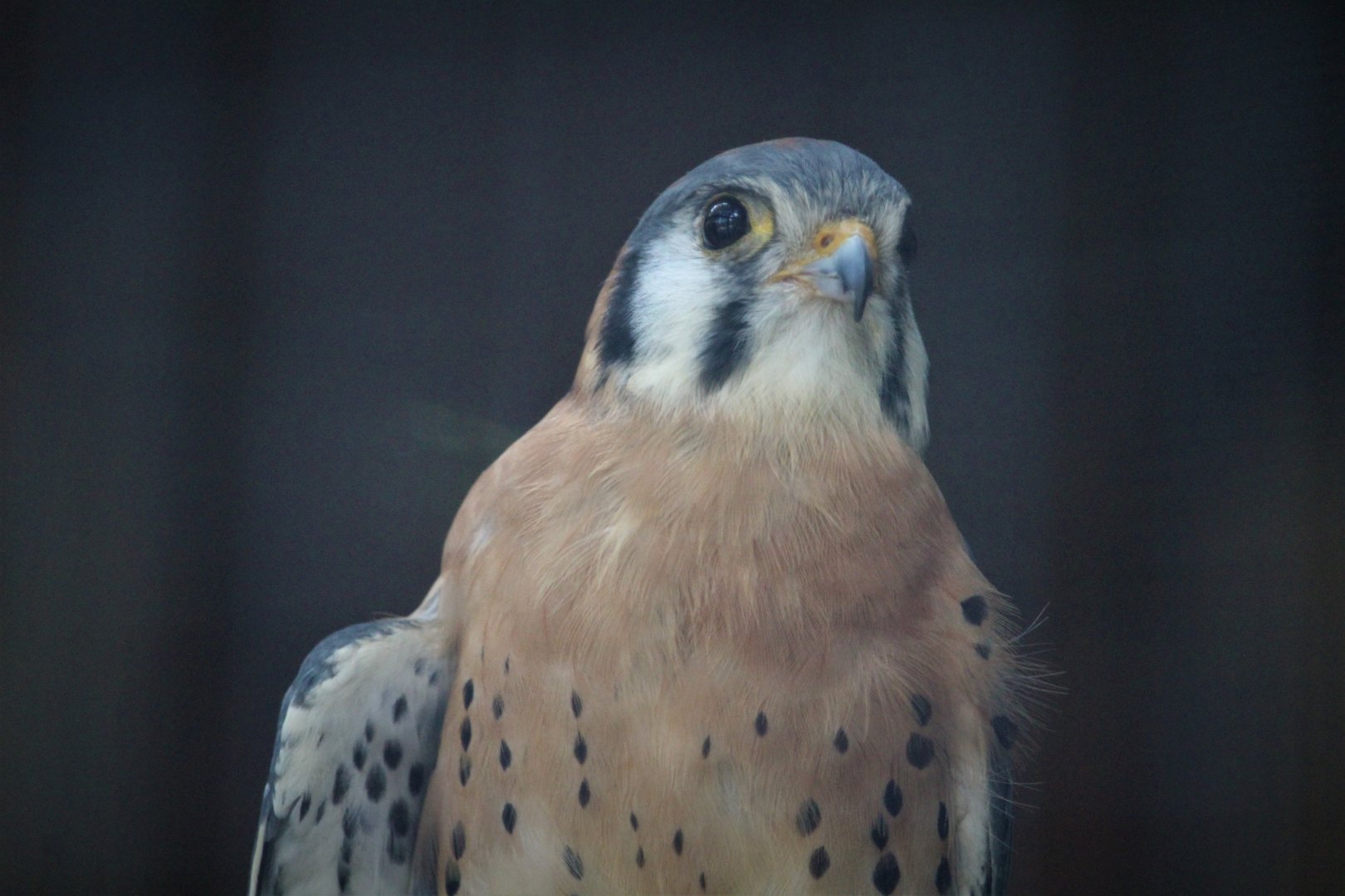 Wildlife Housing Area - Northern American Kestrel