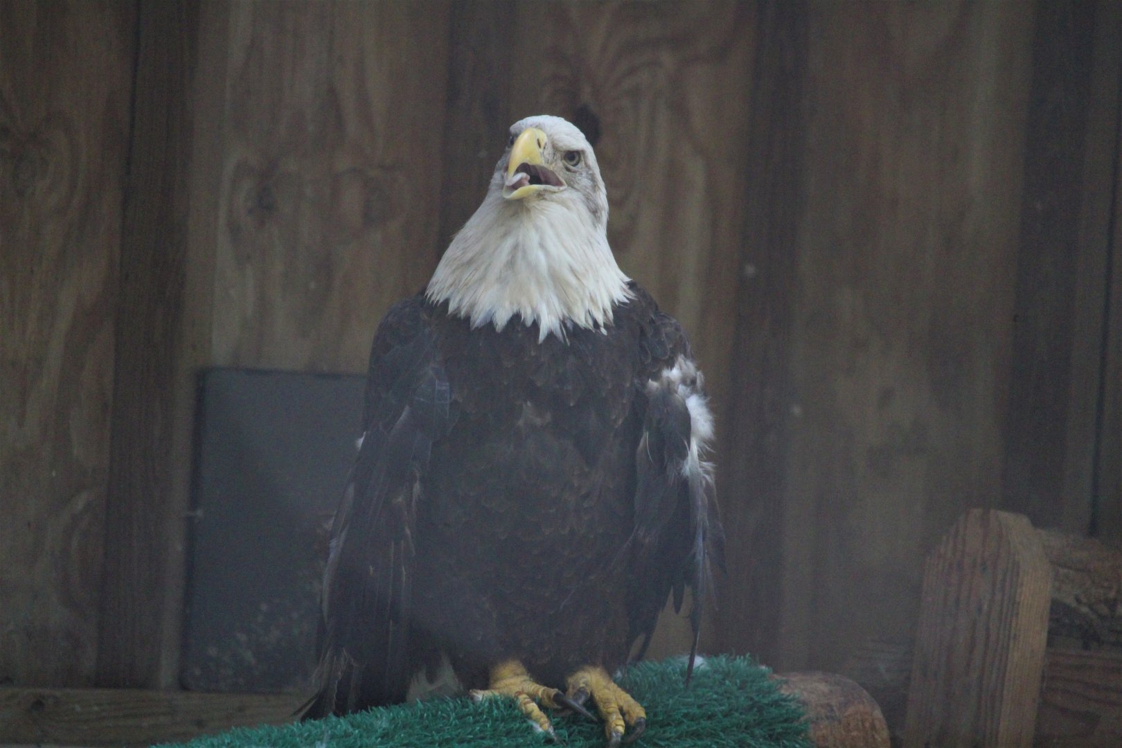 Wildlife Housing Area - Northern Bald Eagle