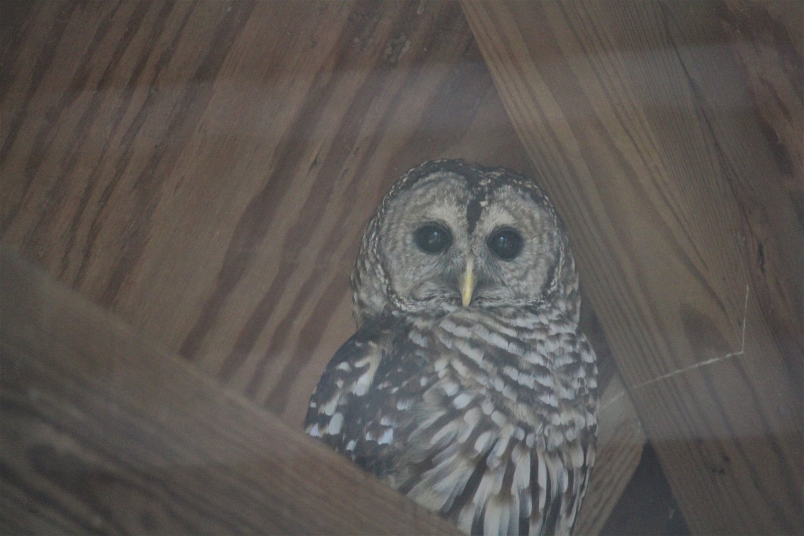 Wildlife Housing Area - Northern Barred Owl