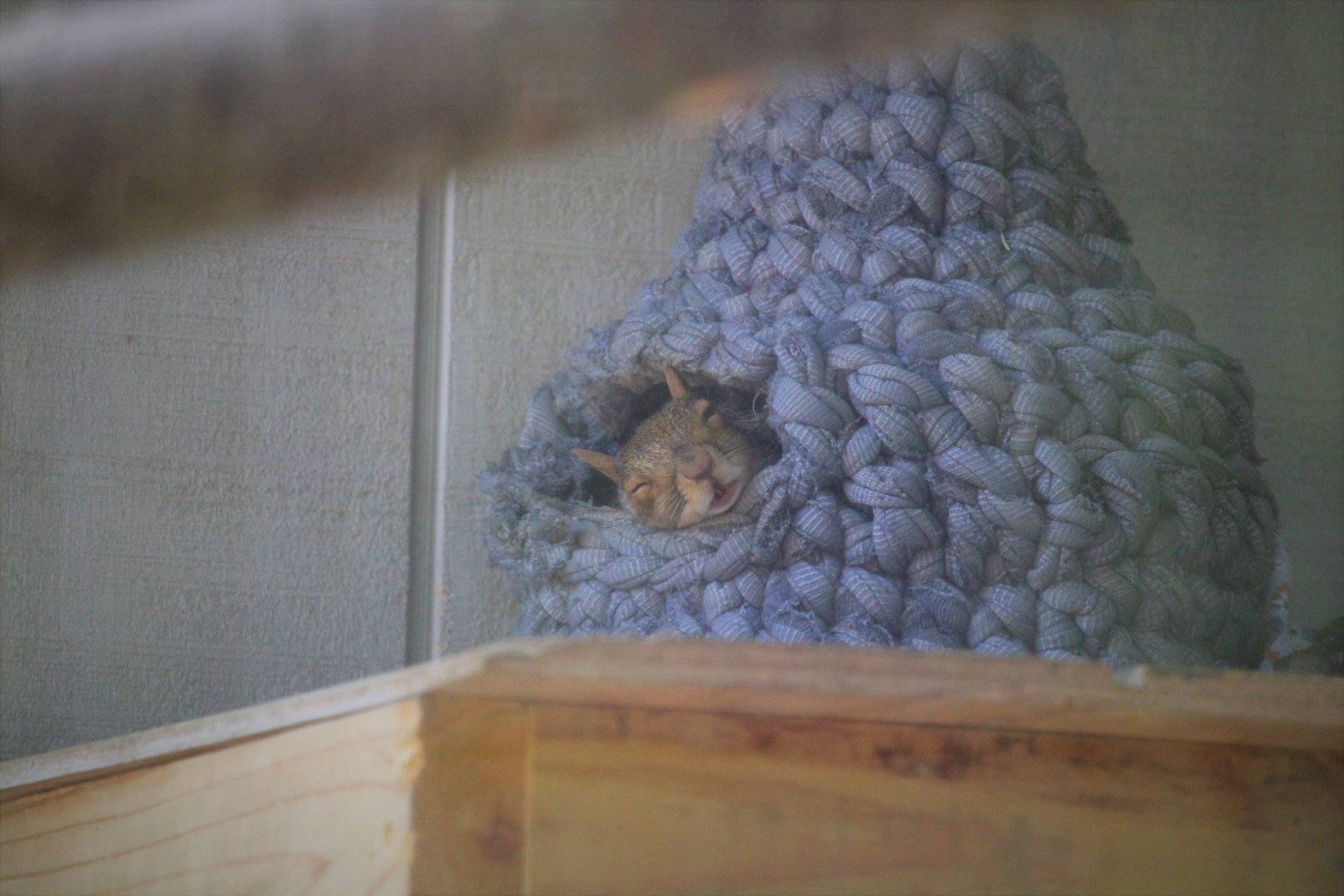Wildlife Housing Area - Pennsylvania Gray Squirrel
