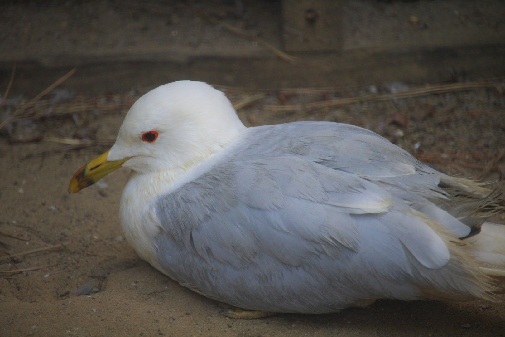 Wildlife Housing Area - Ring-billed Gull