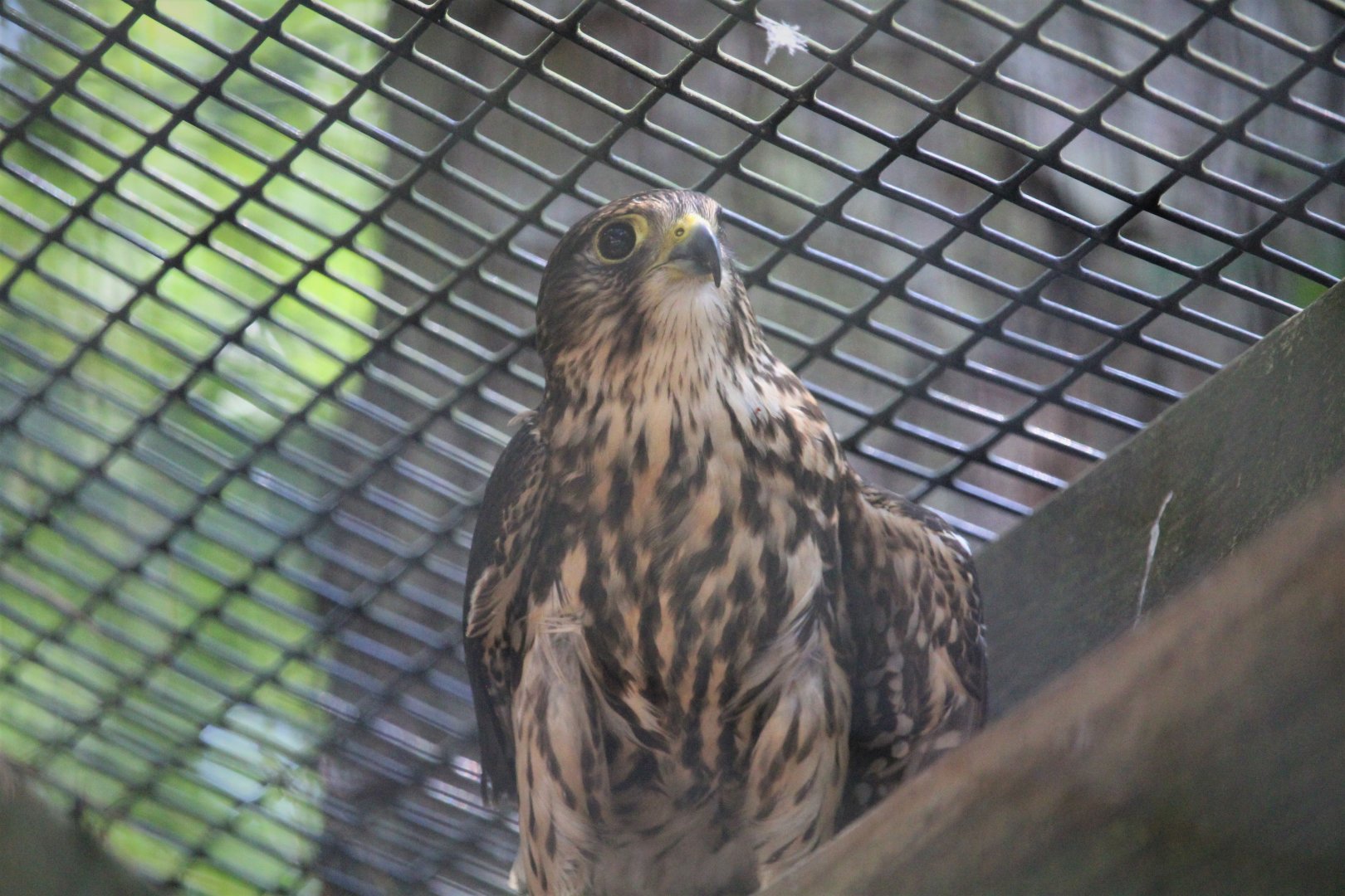 Wildlife Housing Area - Taiga Merlin