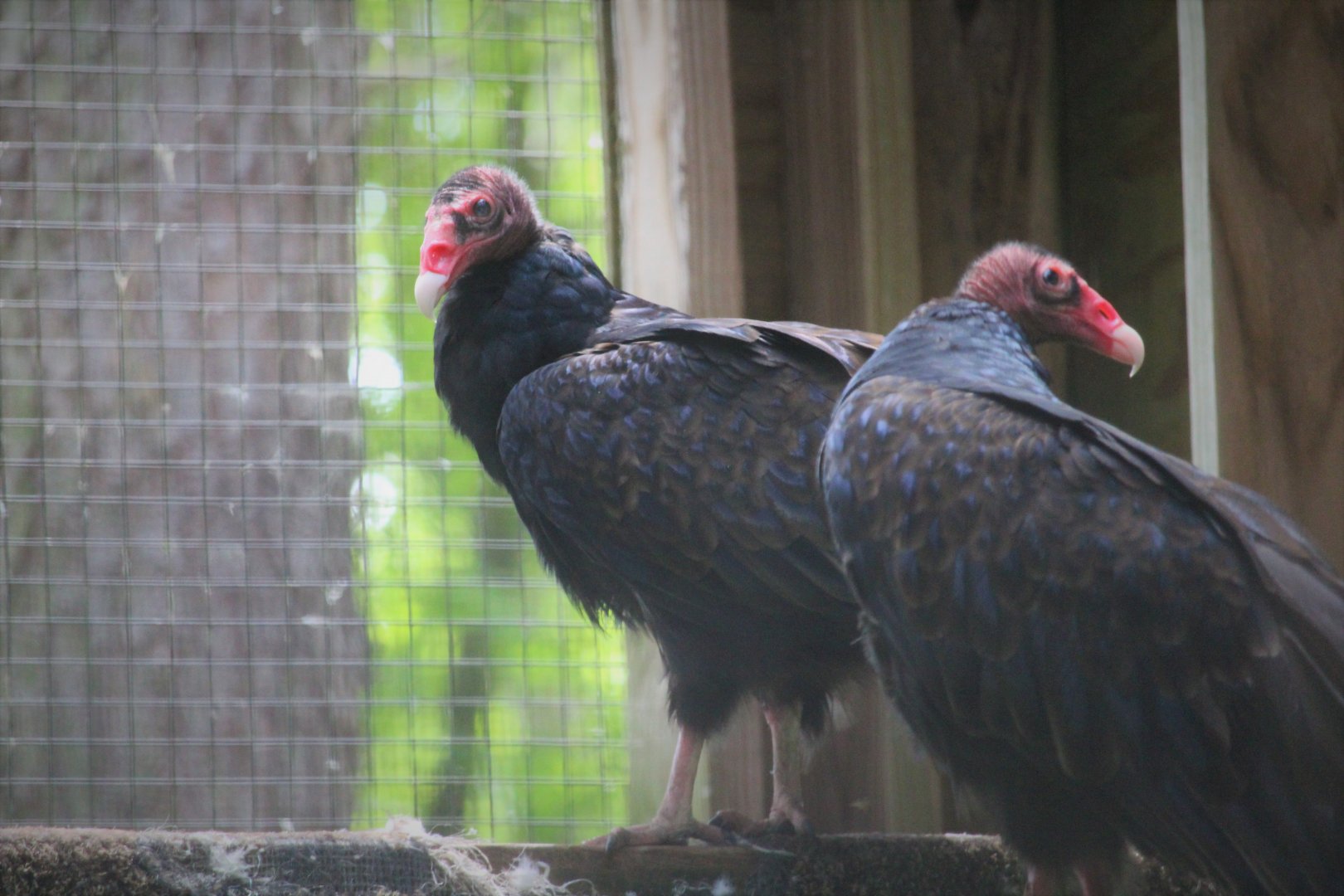Wildlife Housing Area - Turkey Vultures