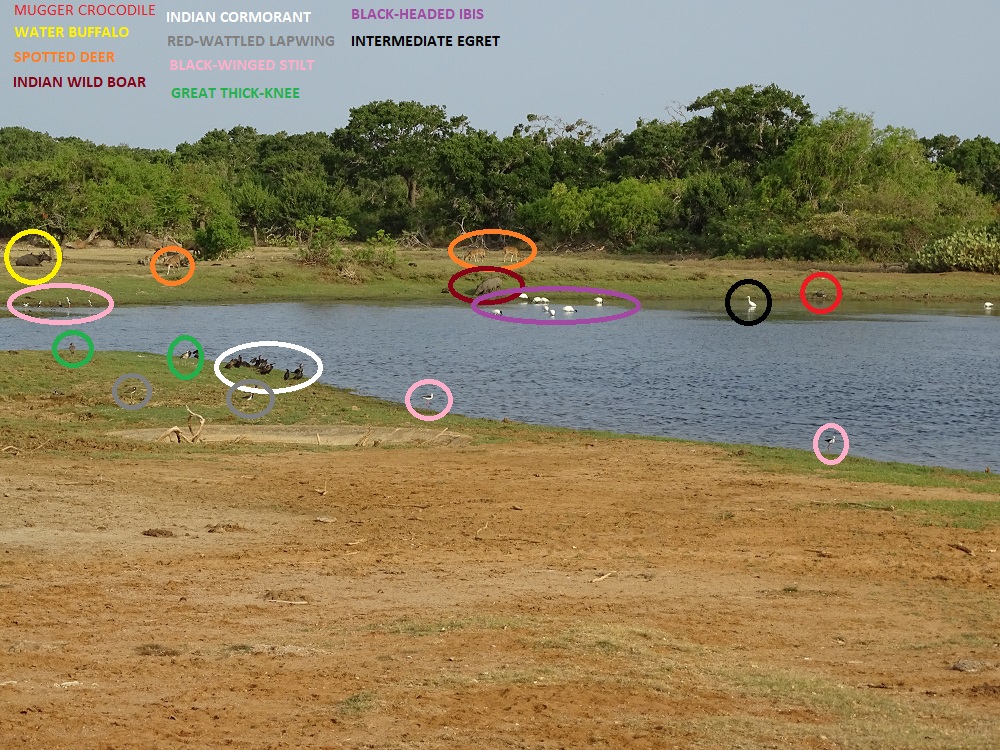 Wildlife in Yala National Park