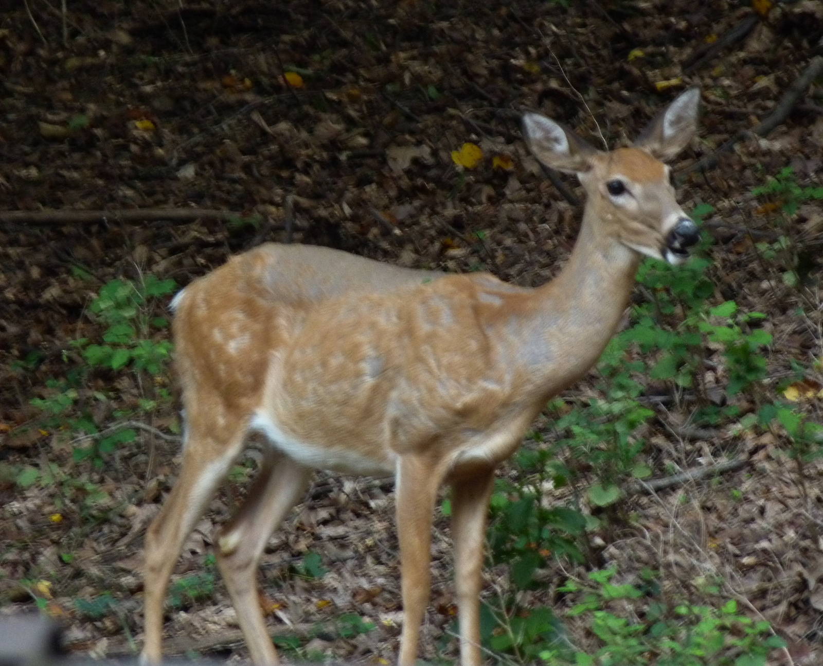 Wildlife Invades American Trails