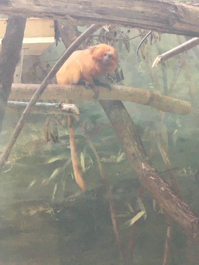 Wildlife Lodge - Golden Lion Tamarin