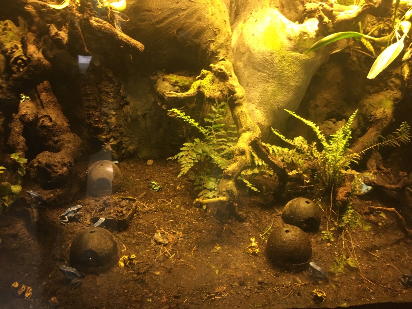 Wildlife Lodge - Panamanian Golden Frog, Dyeing Dart Frog, Green-and-black Poison Dart Frog, and Yellow-headed Poison Dart Frog exhibit