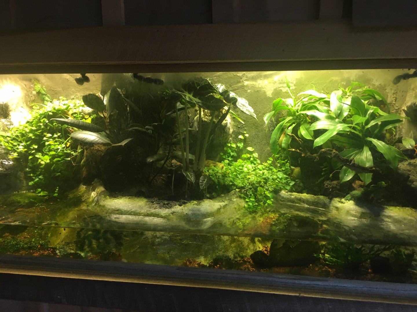 Wildlife Lodge - Panamanian Golden Frog, Red-eyed Tree Frog, and fish exhibit