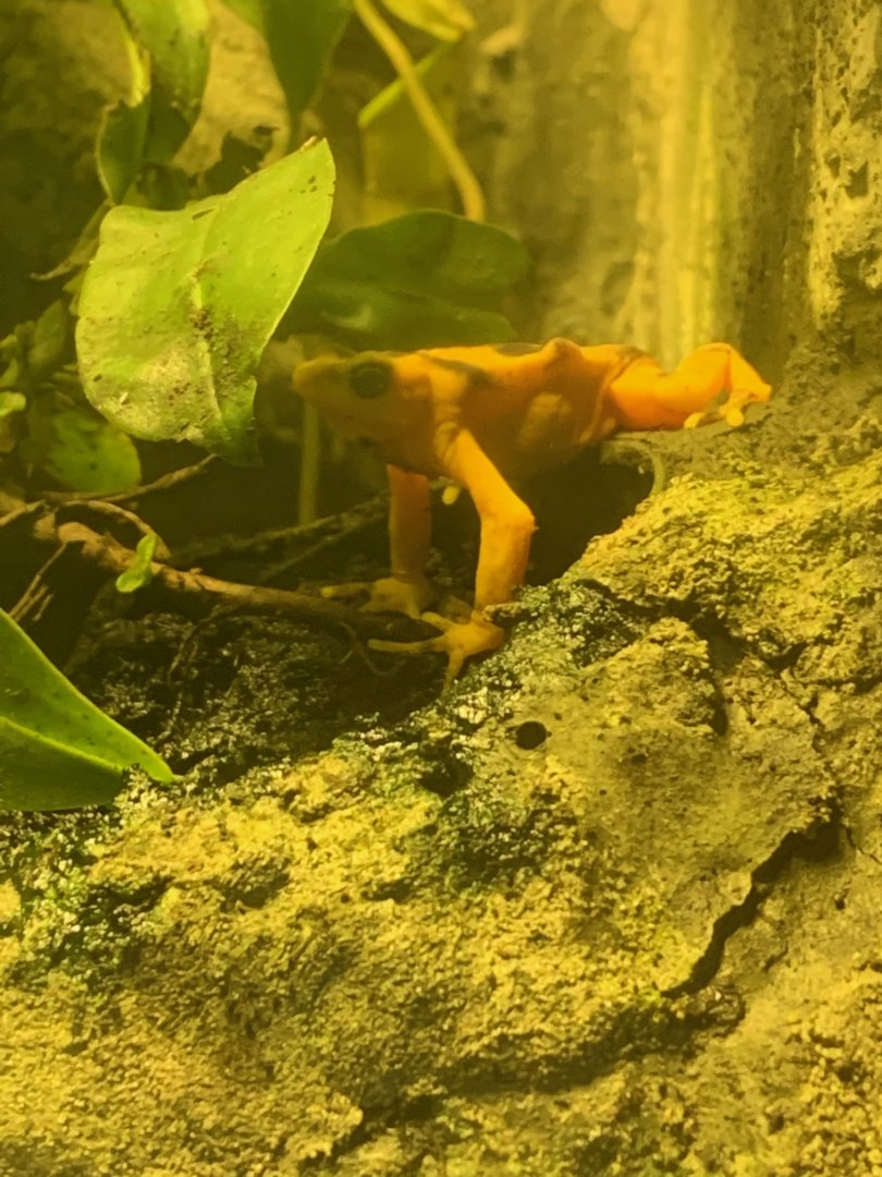 Wildlife Lodge - Panamanian Golden Frog