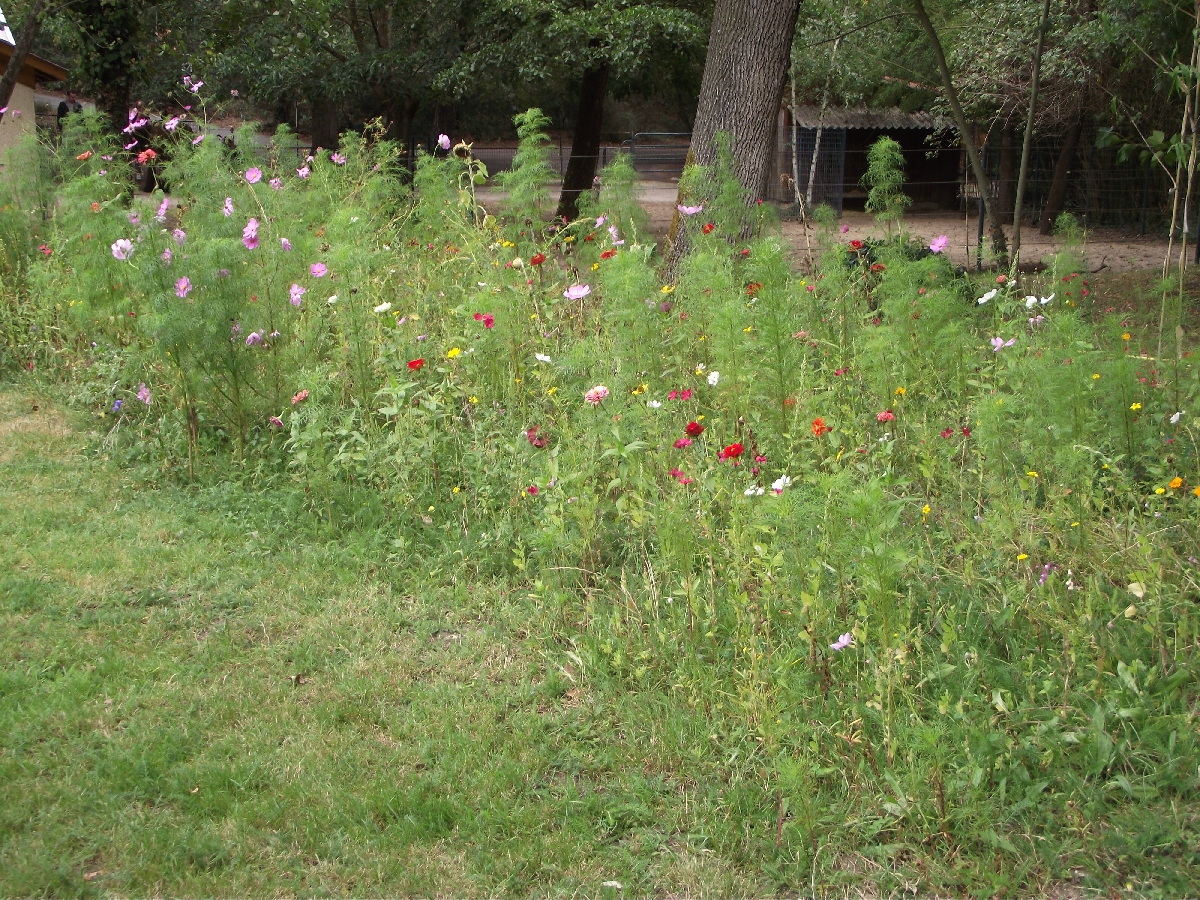 Wildlife Meadow
