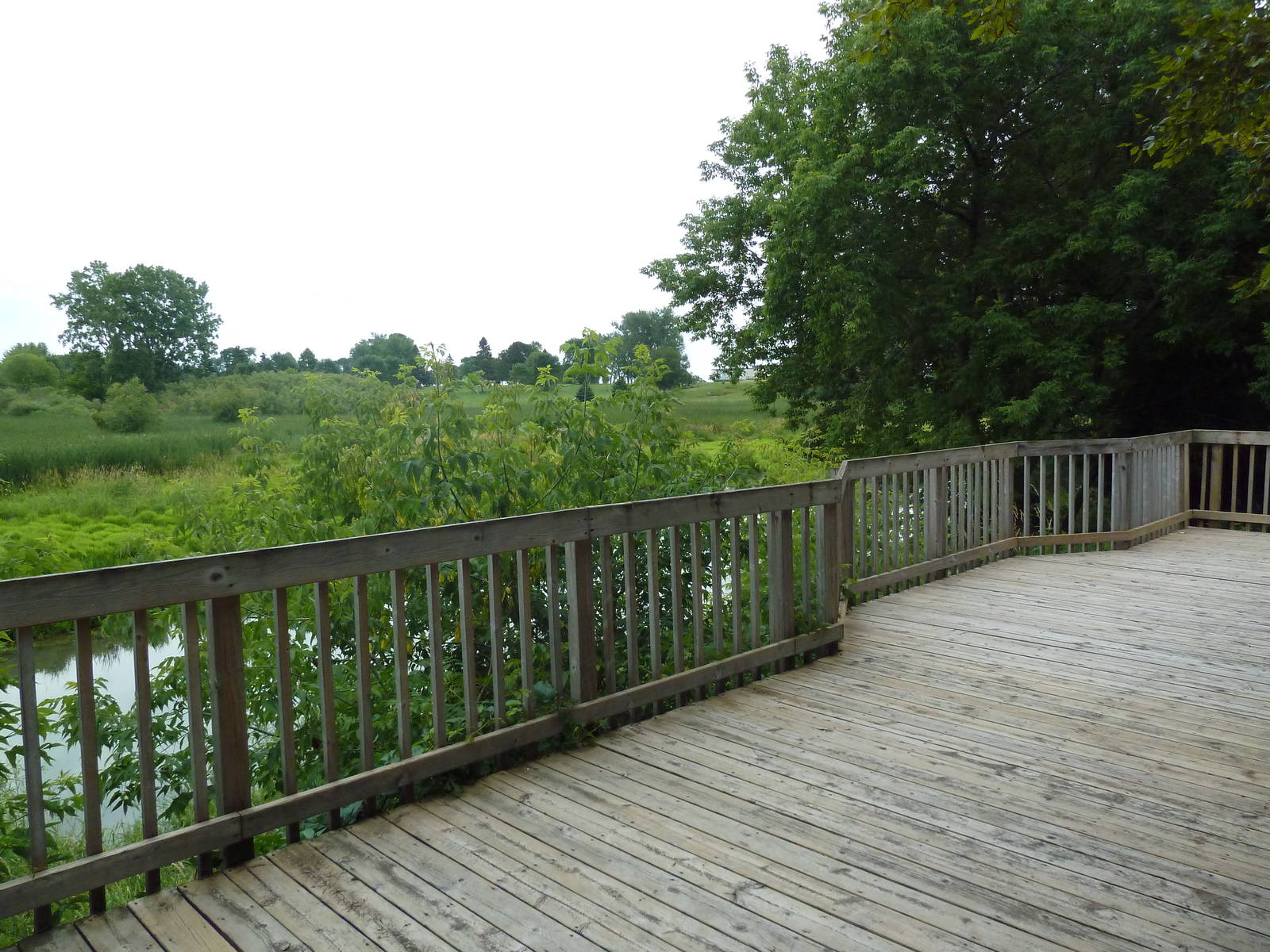 Wildlife Observation Platform