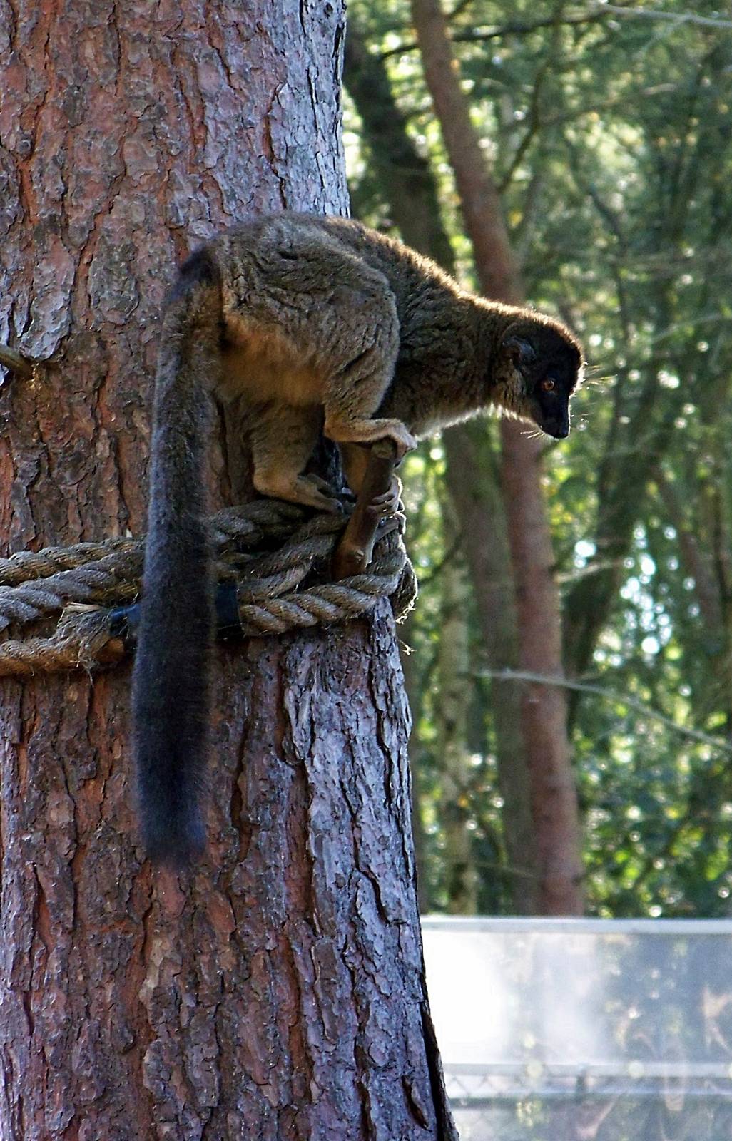 wildlife park 094 julie