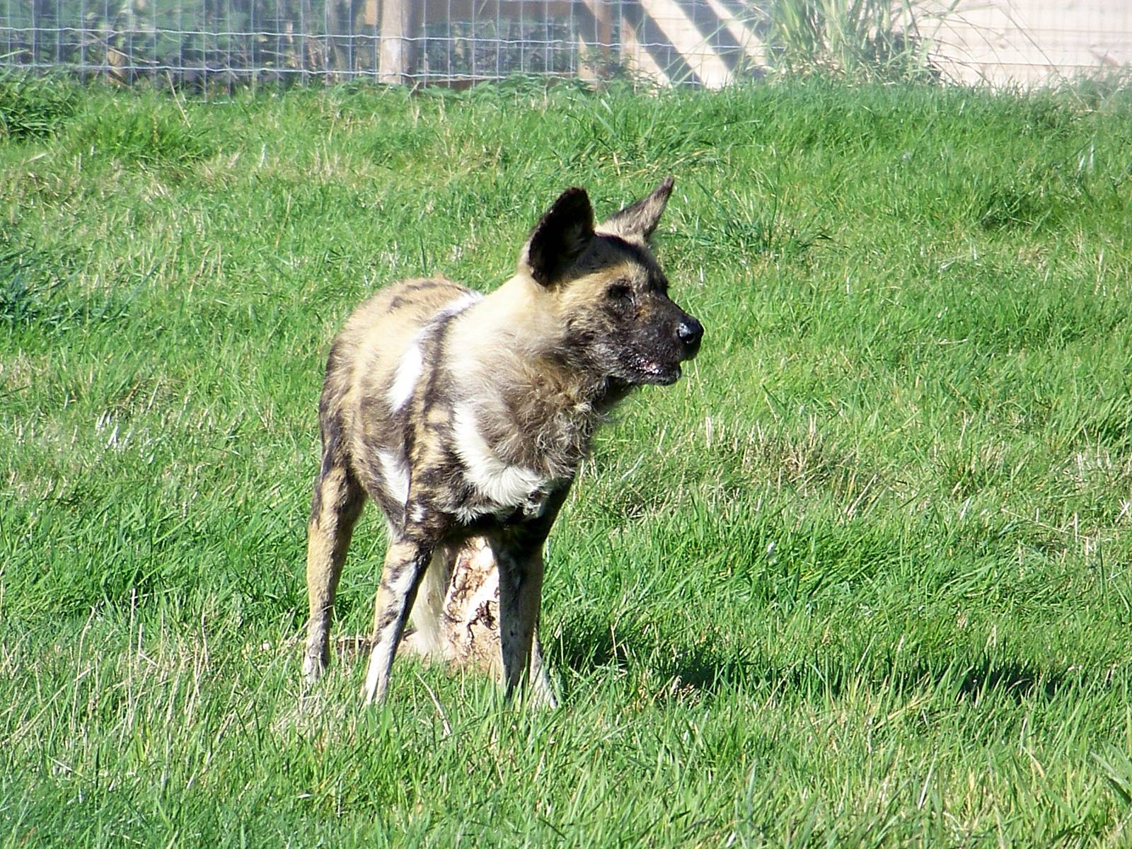 wildlife park 274 julie
