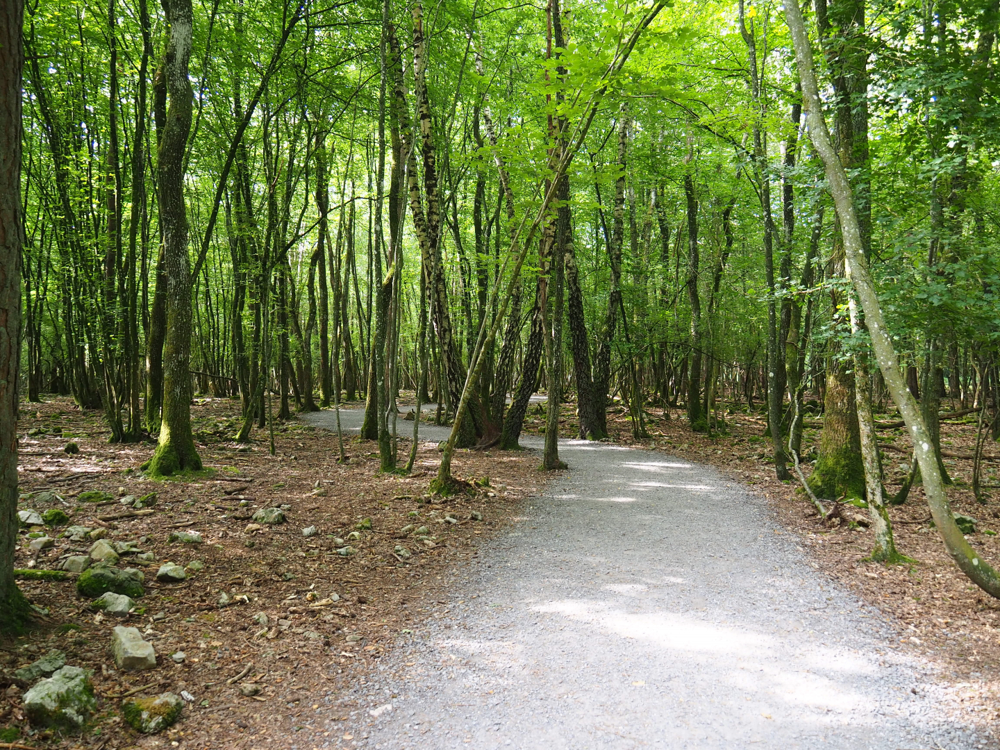 Wildlife park trail, 2021-08-15