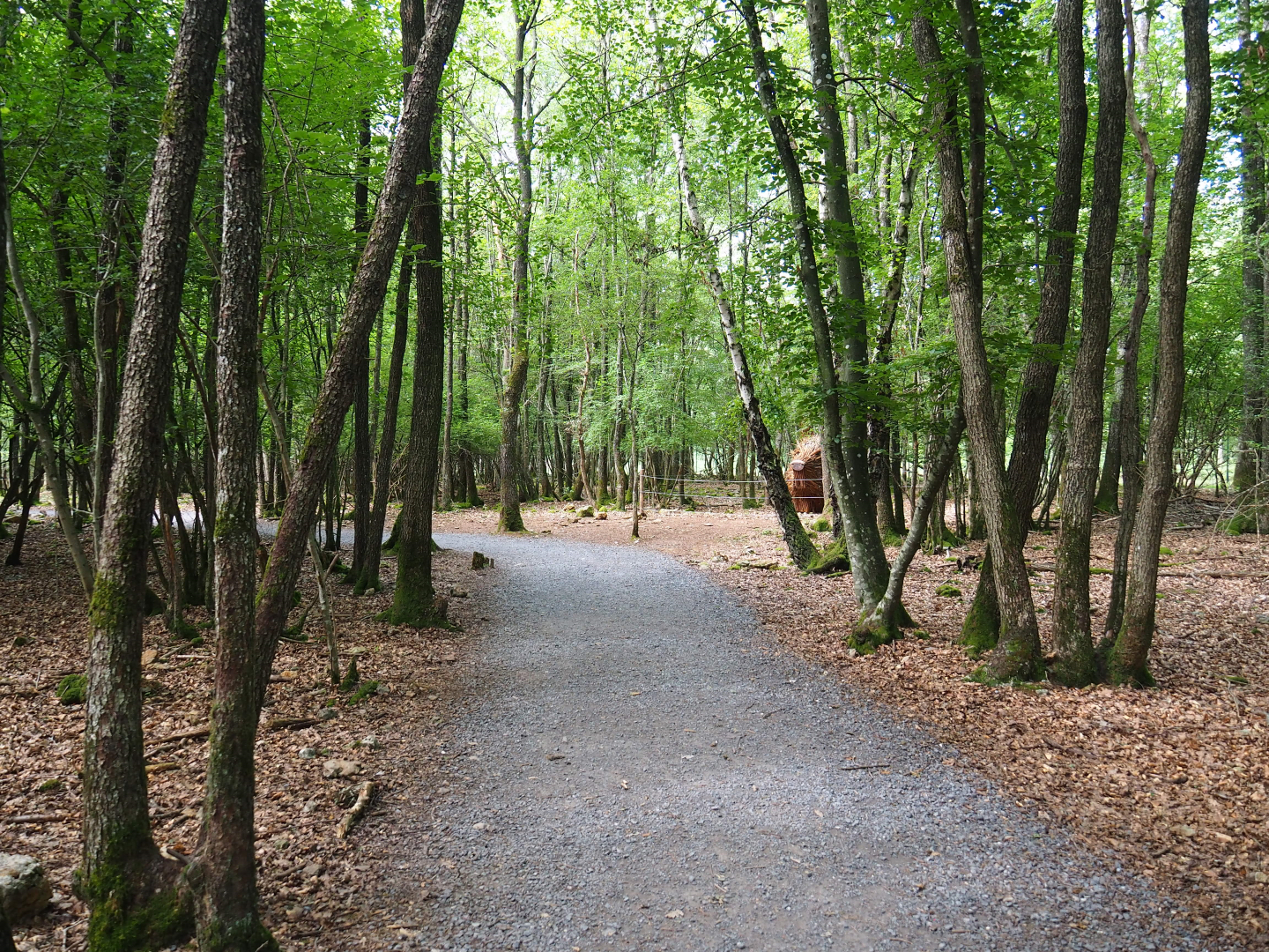 Wildlife park trail, 2021-08-15