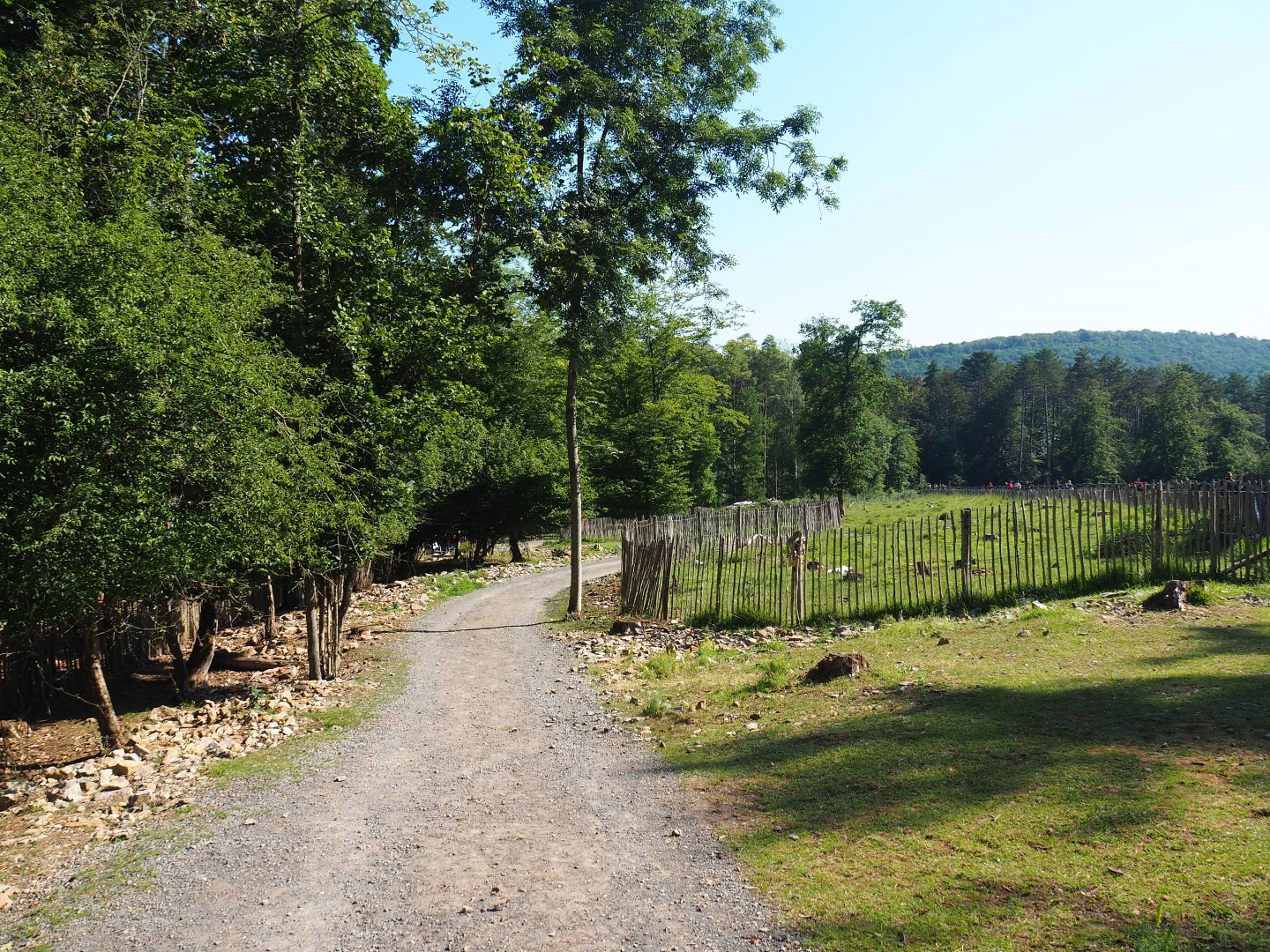 Wildlife park trail near reindeer and wild boar paddocks, 2020-07-12