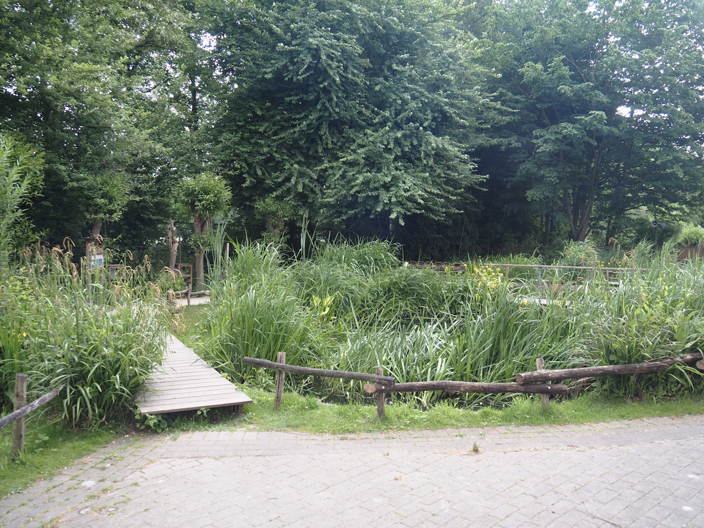 Wildlife pond and aquatic native wildlife education area, 2025-05-22