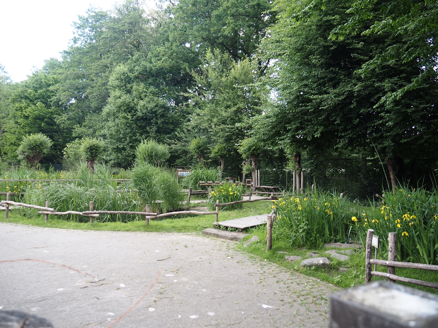 Wildlife pond and aquatic native wildlife education area, 2025-05-22