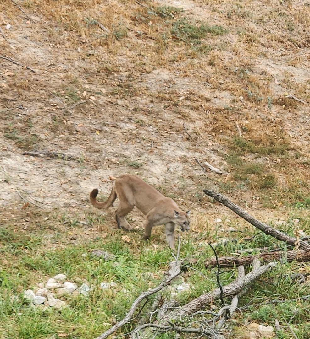 Wildlife Prairie Park - Cougar
