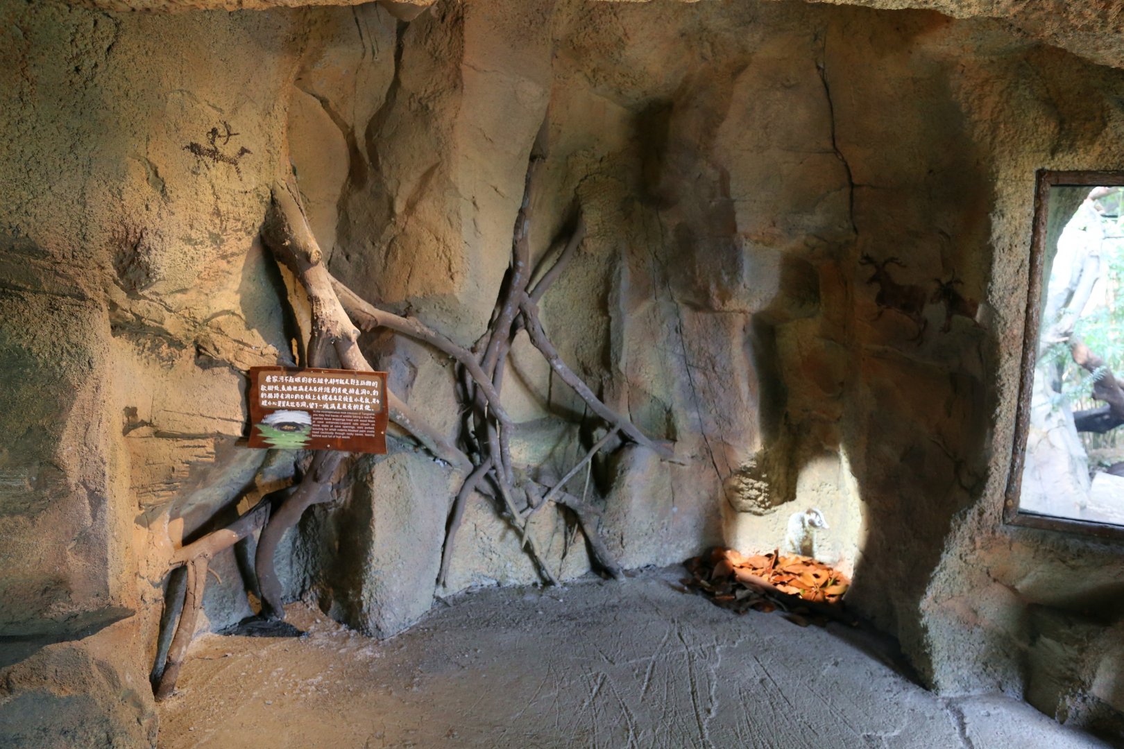 Wildlife Projection in the Cave