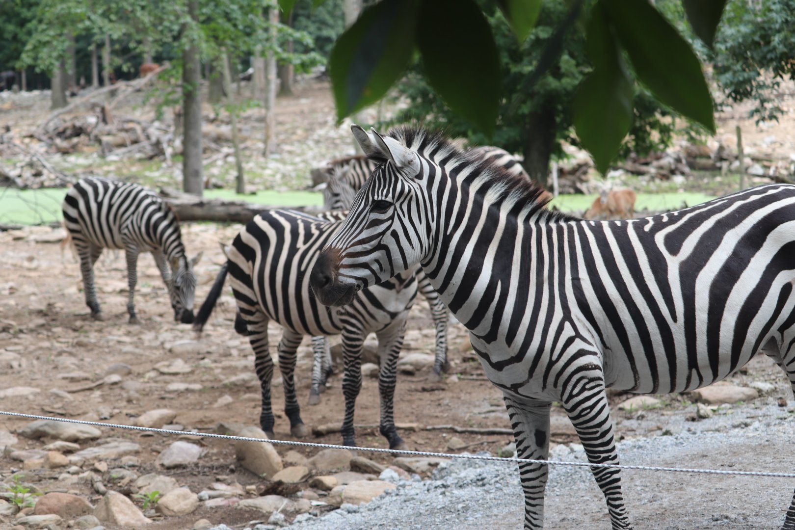 Wildlife Safari - Plains Zebra