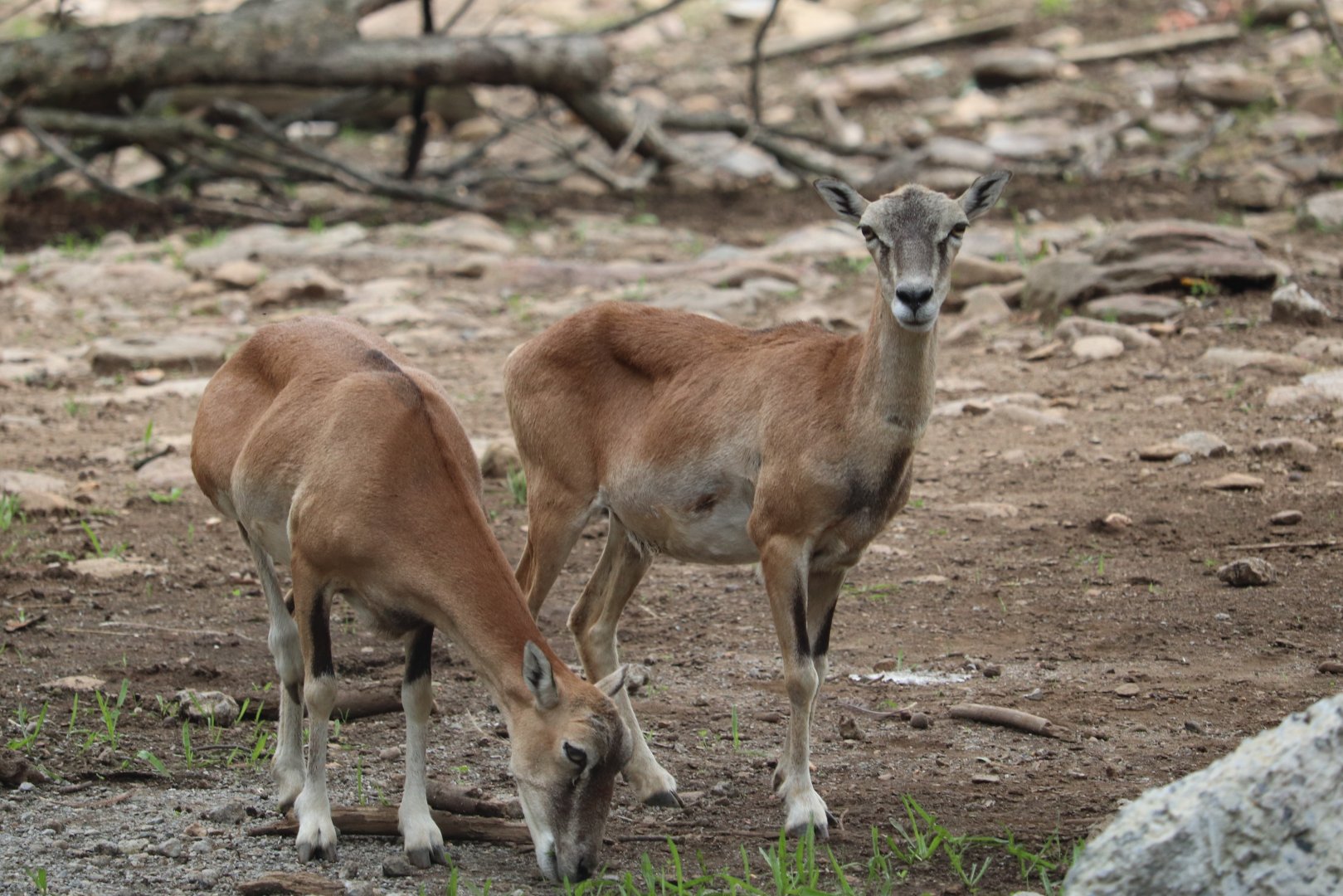 Wildlife Safari - Sheep