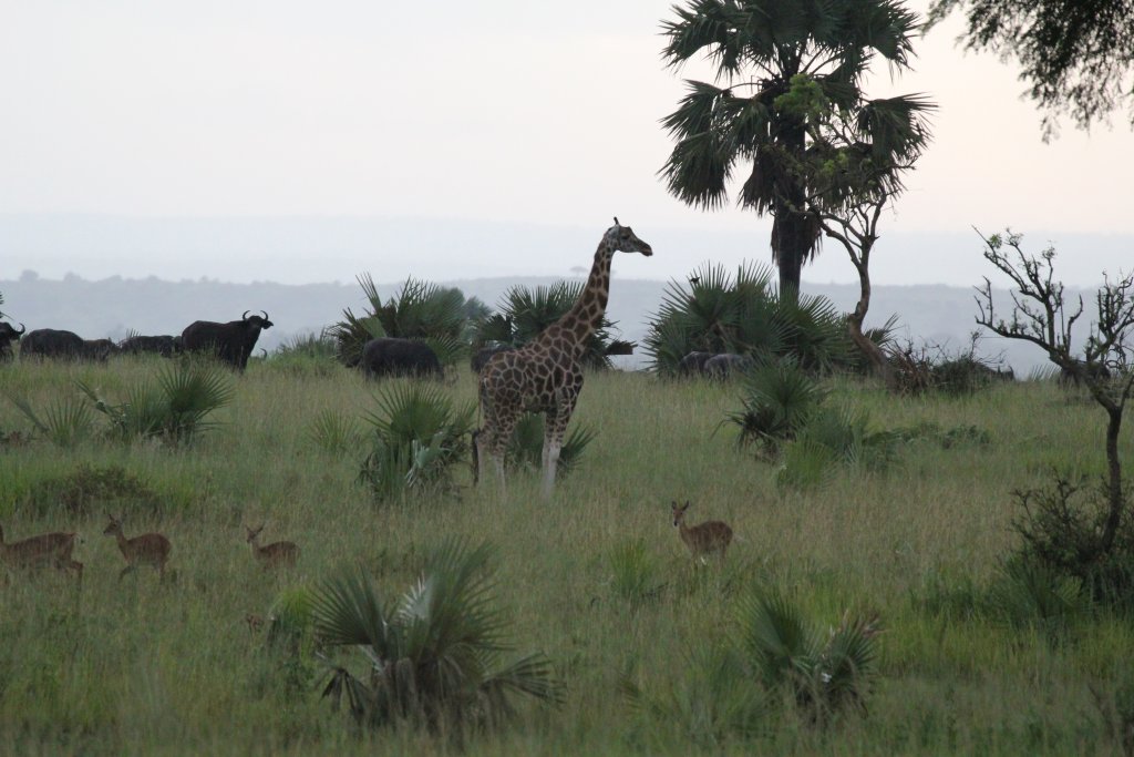 Wildlife scene - Giraffe, Buffalo, Oribi