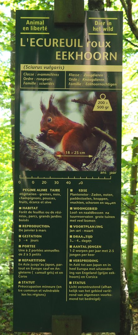 Wildlife signage - Eurasian red squirrel, 2021-05-29