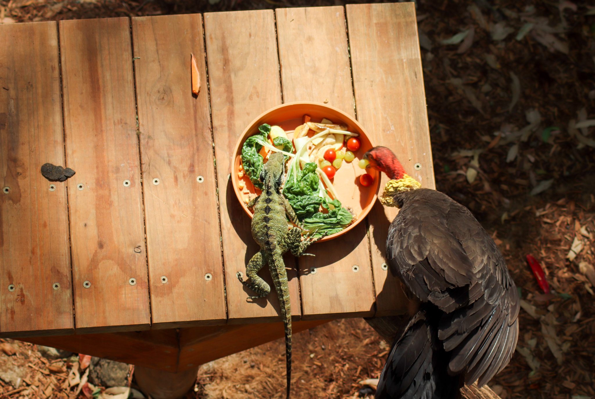 Wildlife Stealing Tree Kangaroo's Breakfast - January 2020