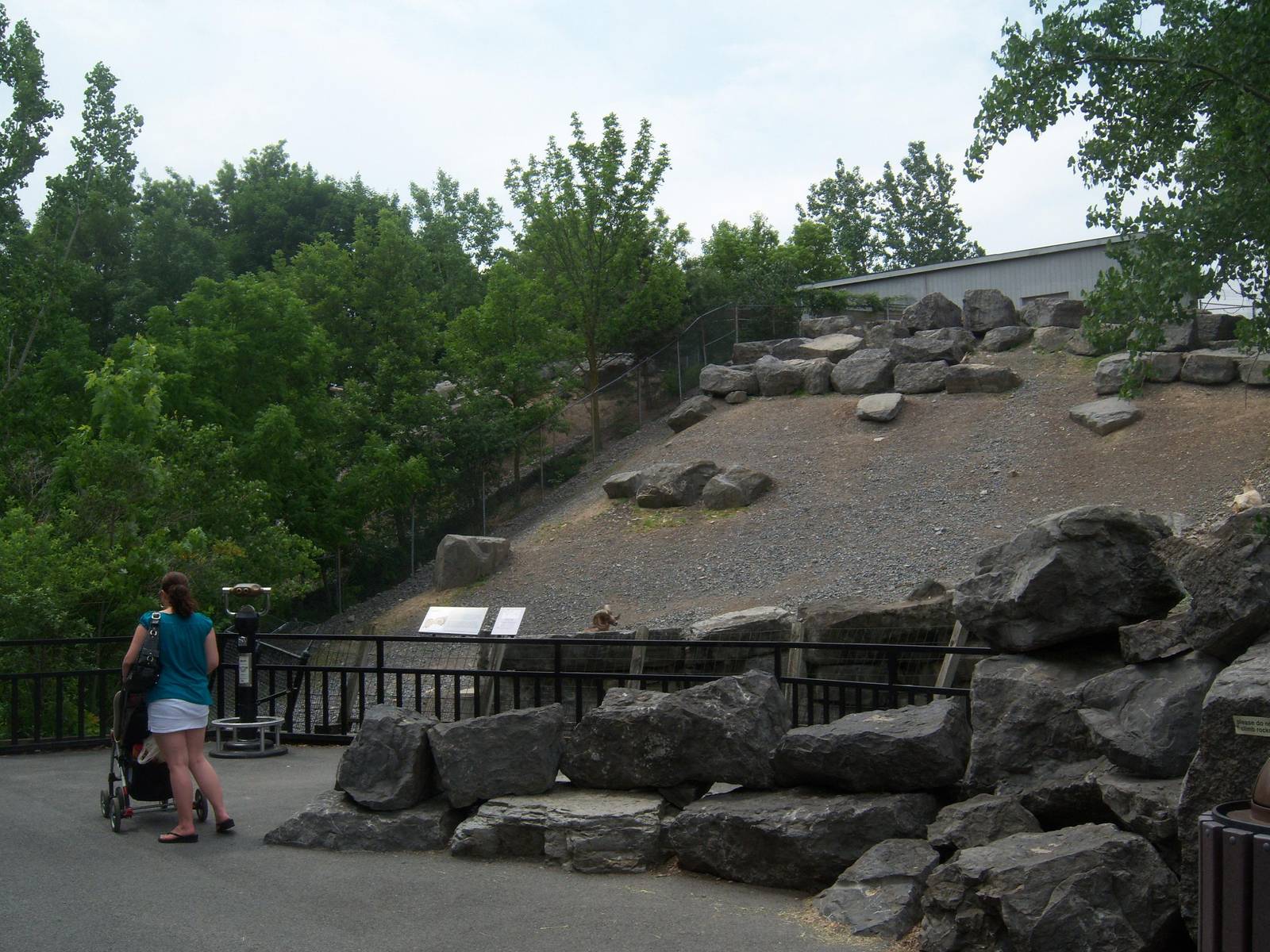 Wildlife Trails - Bighorn Sheep Exhibit
