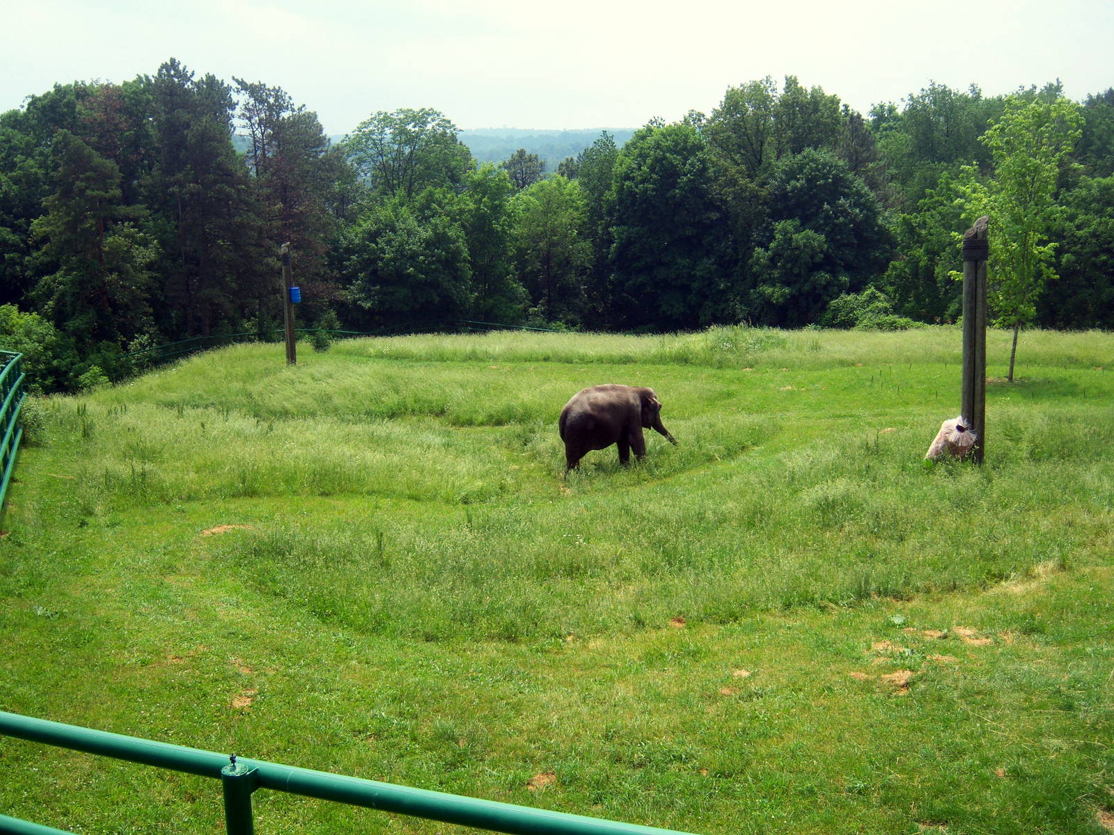 Wildlife Trails - Elephant Day Yard