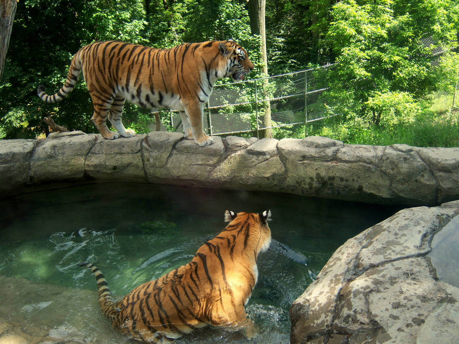 Wildlife Trails - Tiger Pool