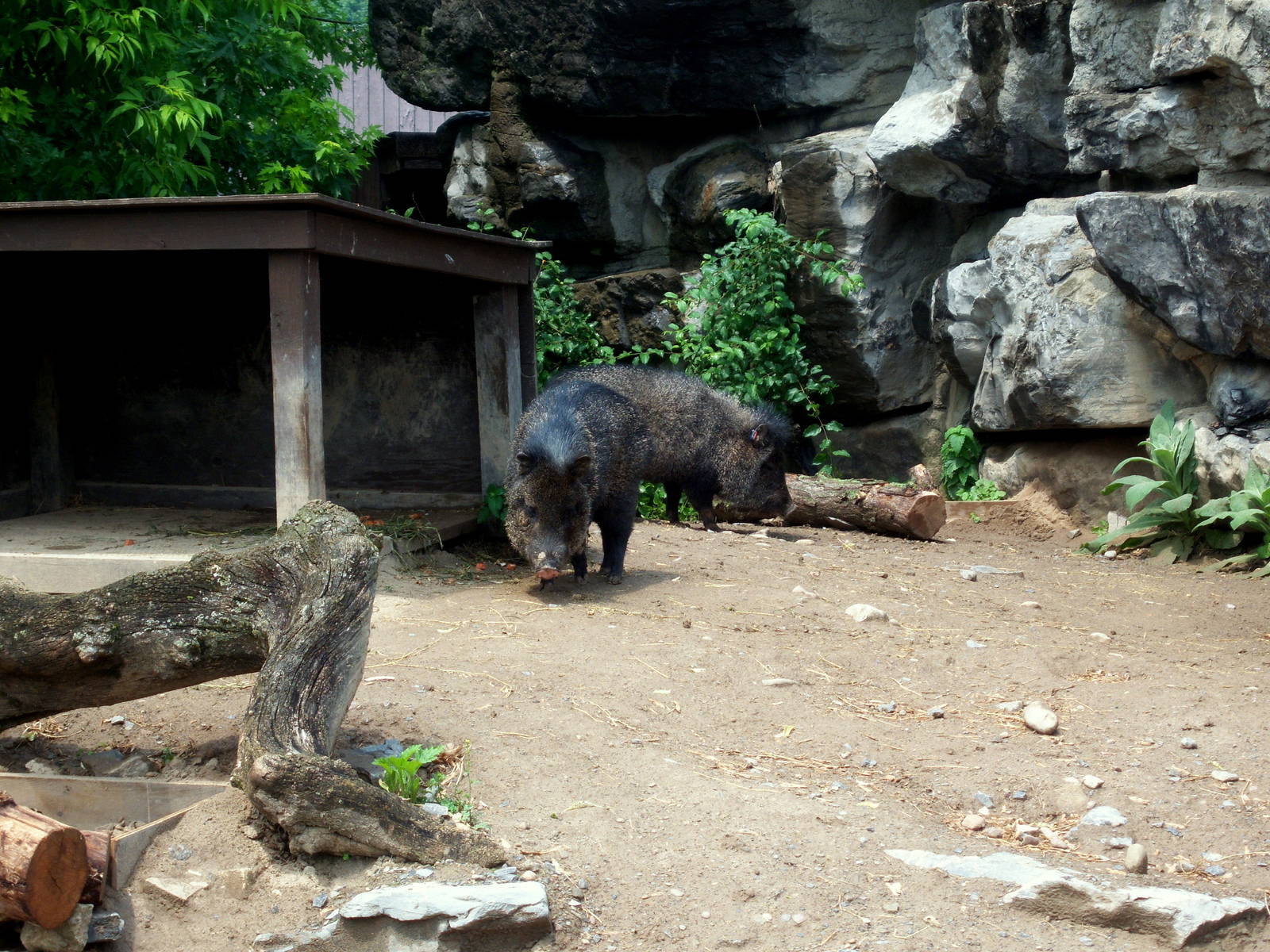Wildlife Trails - White-lipped Peccary