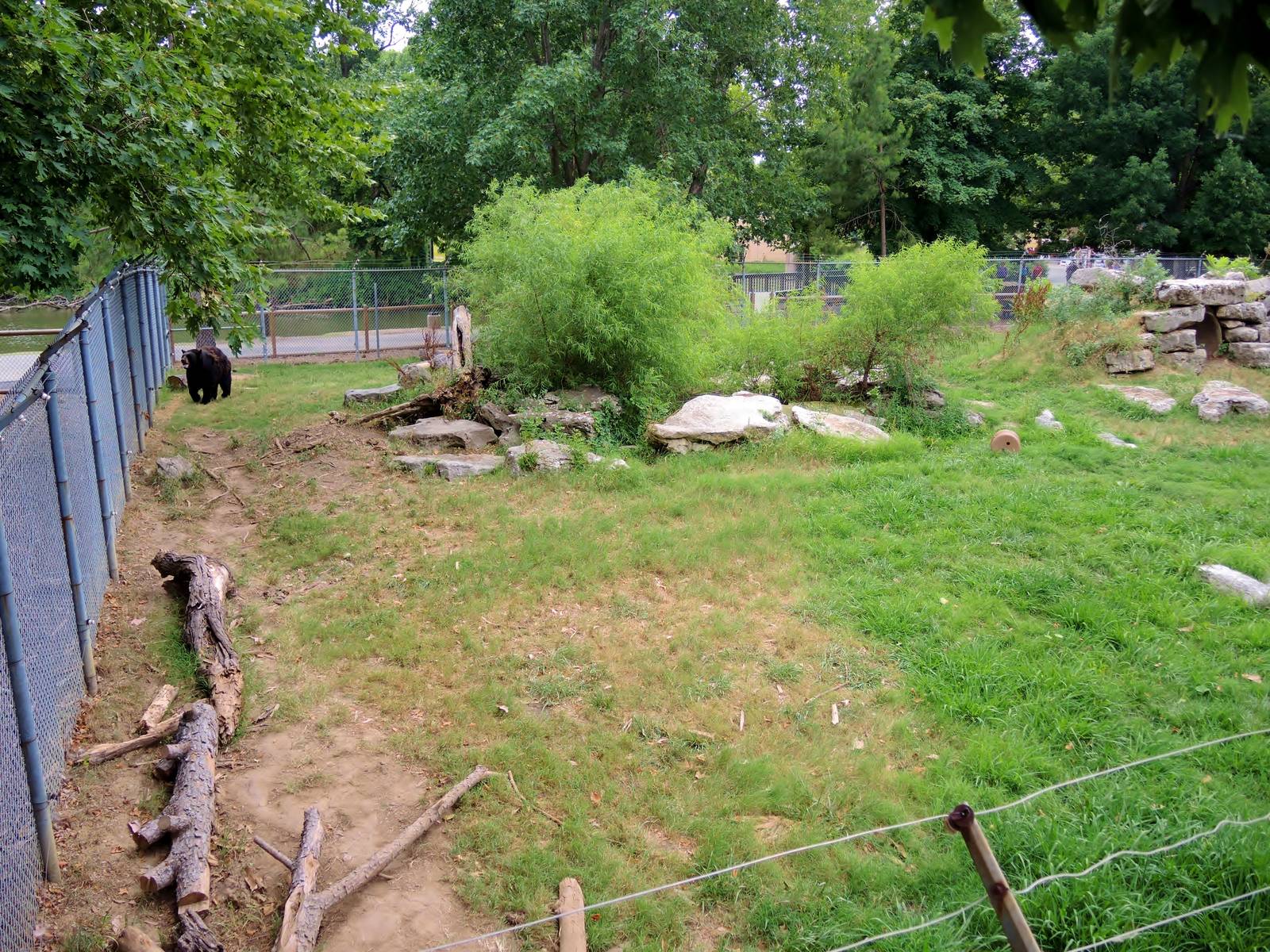Wildlife Trek - Life in the Forest - American Black Bear yard