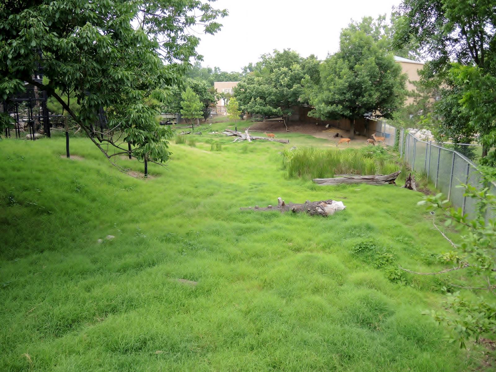 Wildlife Trek - Life in the Forest - White-tailed Deer Yard