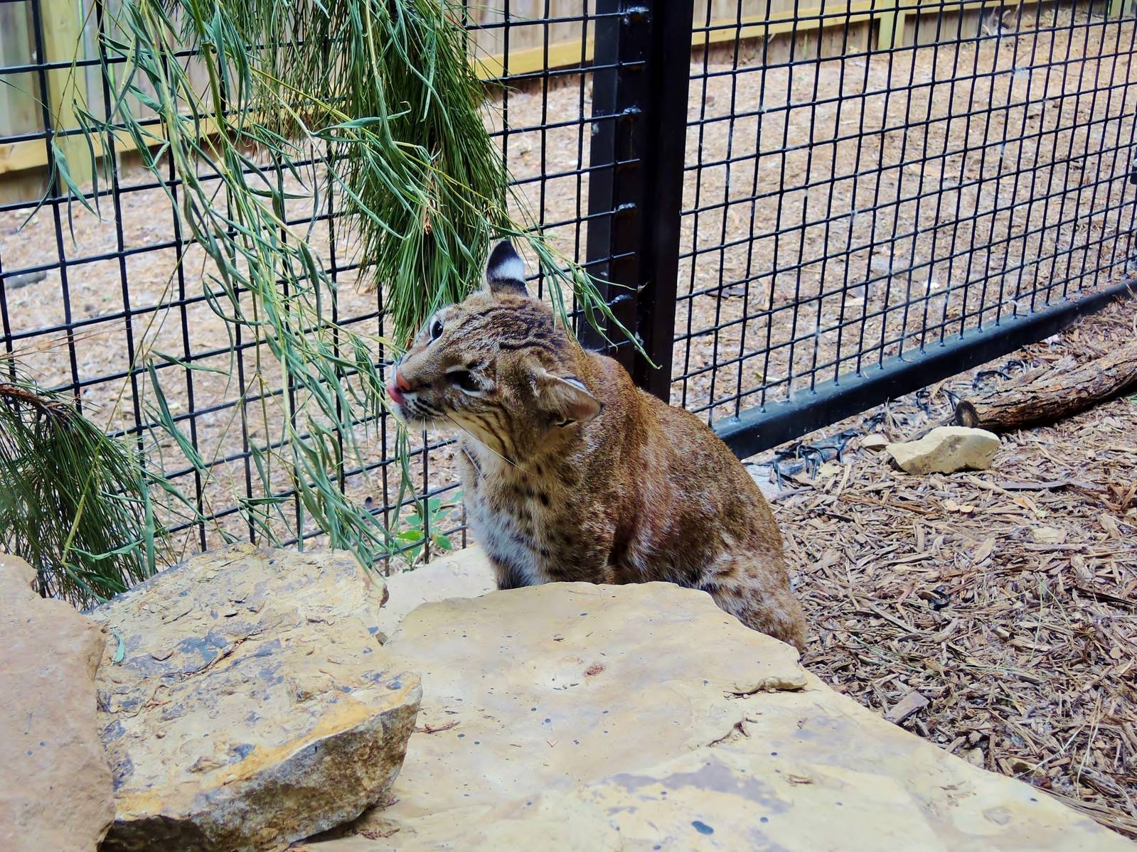 Wildlife Trek - Life in the Forest