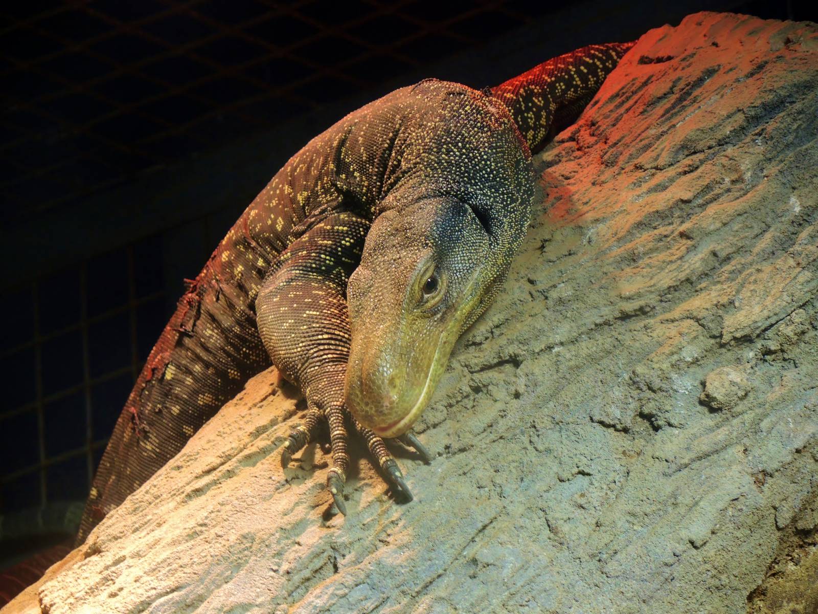 Wildlife Trek - Life in the Forest