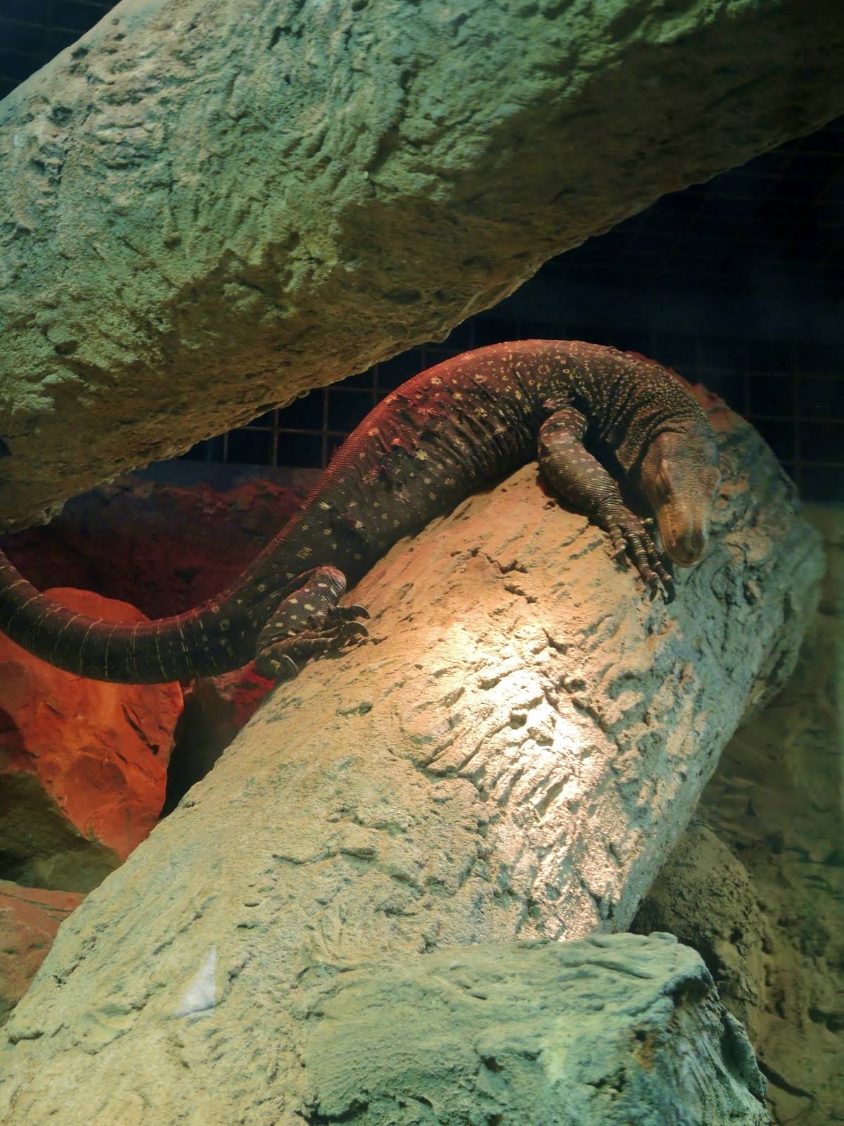 Wildlife Trek - Life in the Forest