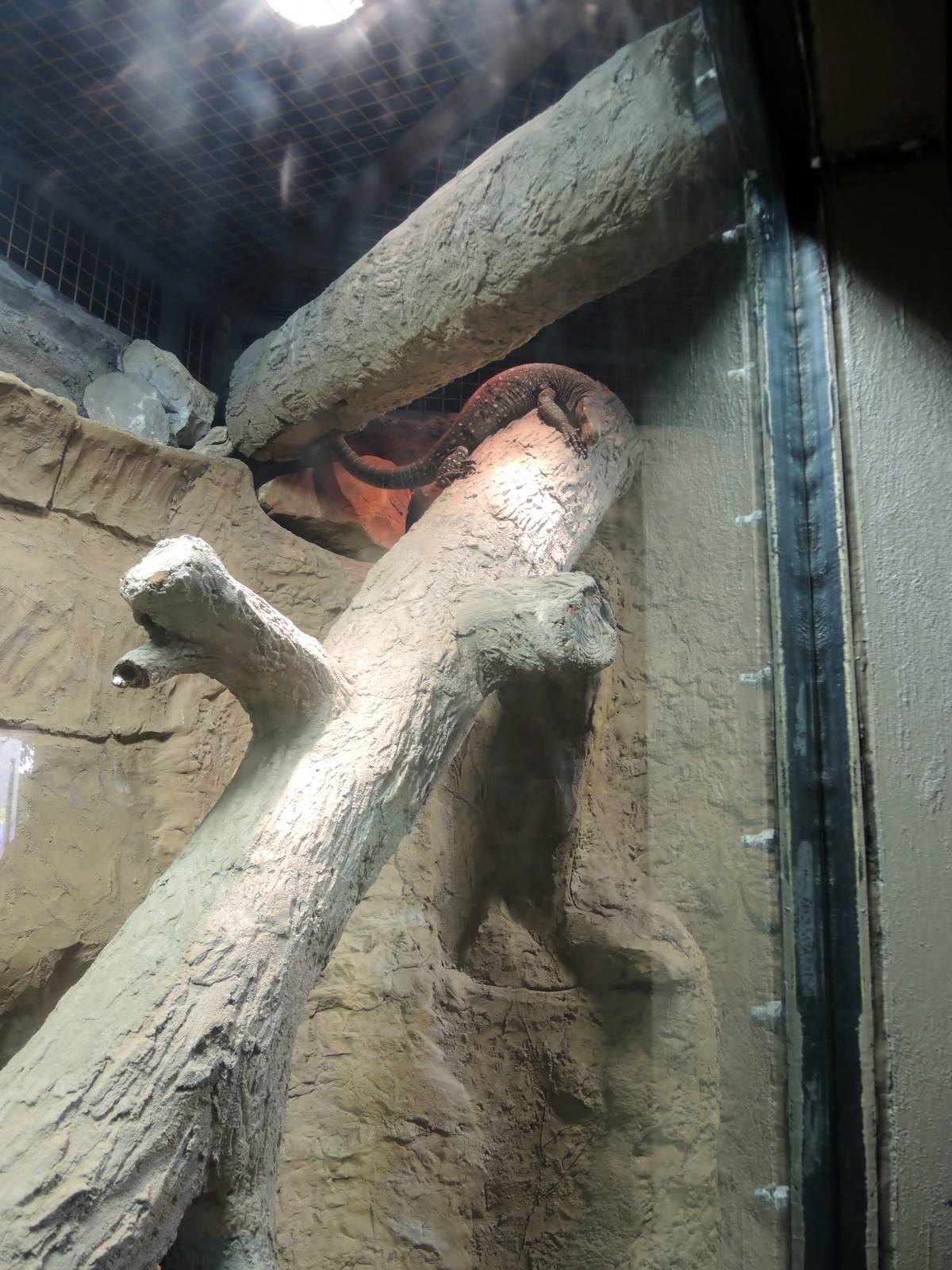 Wildlife Trek - Life in the Forest