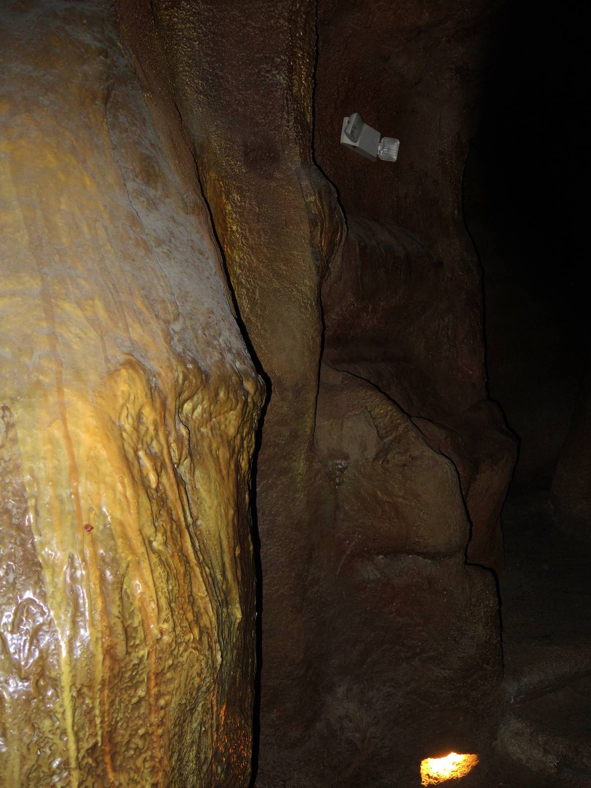 Wildlife Trek - Life in the Forest