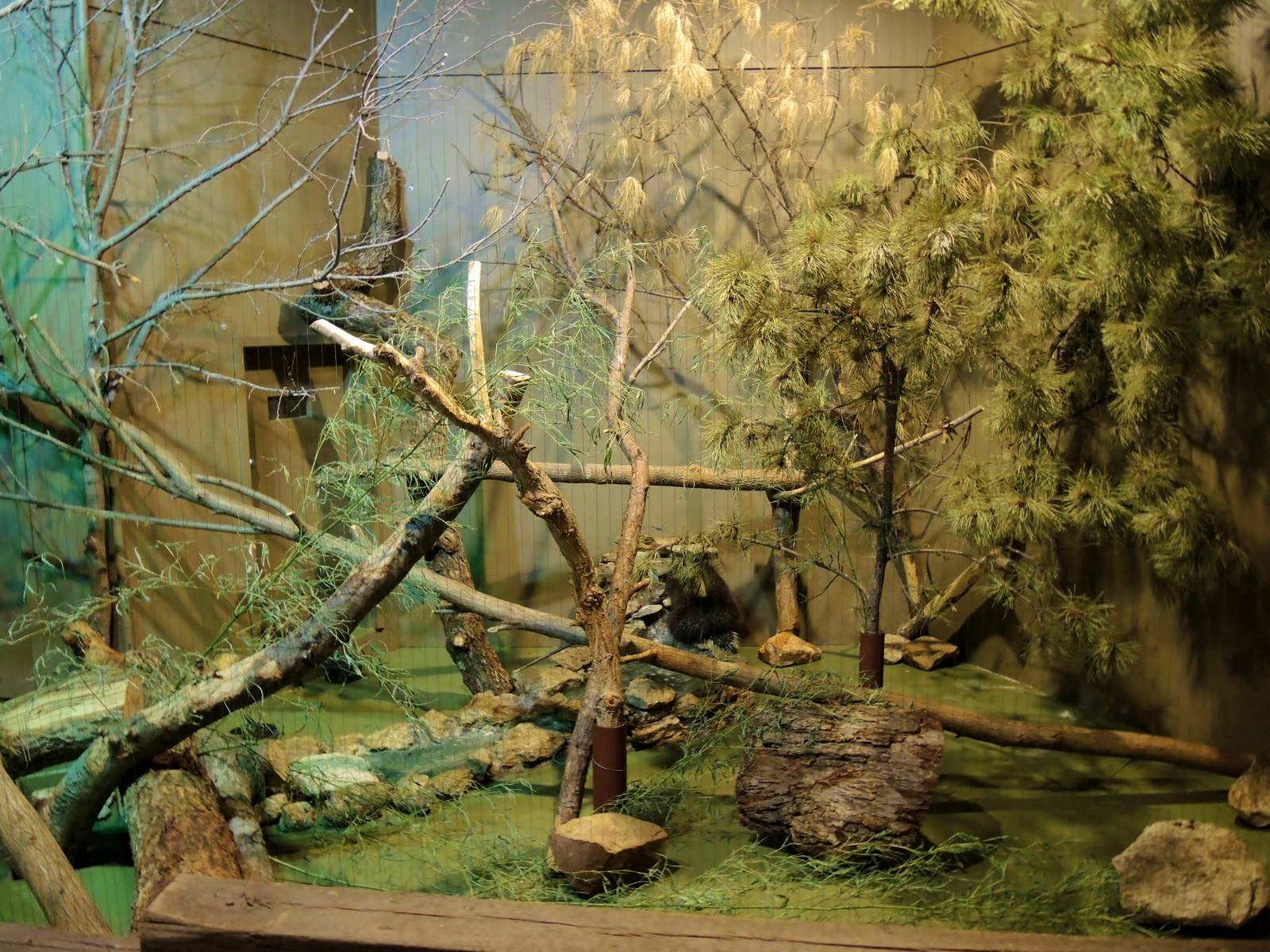 Wildlife Trek - Life in the Forest