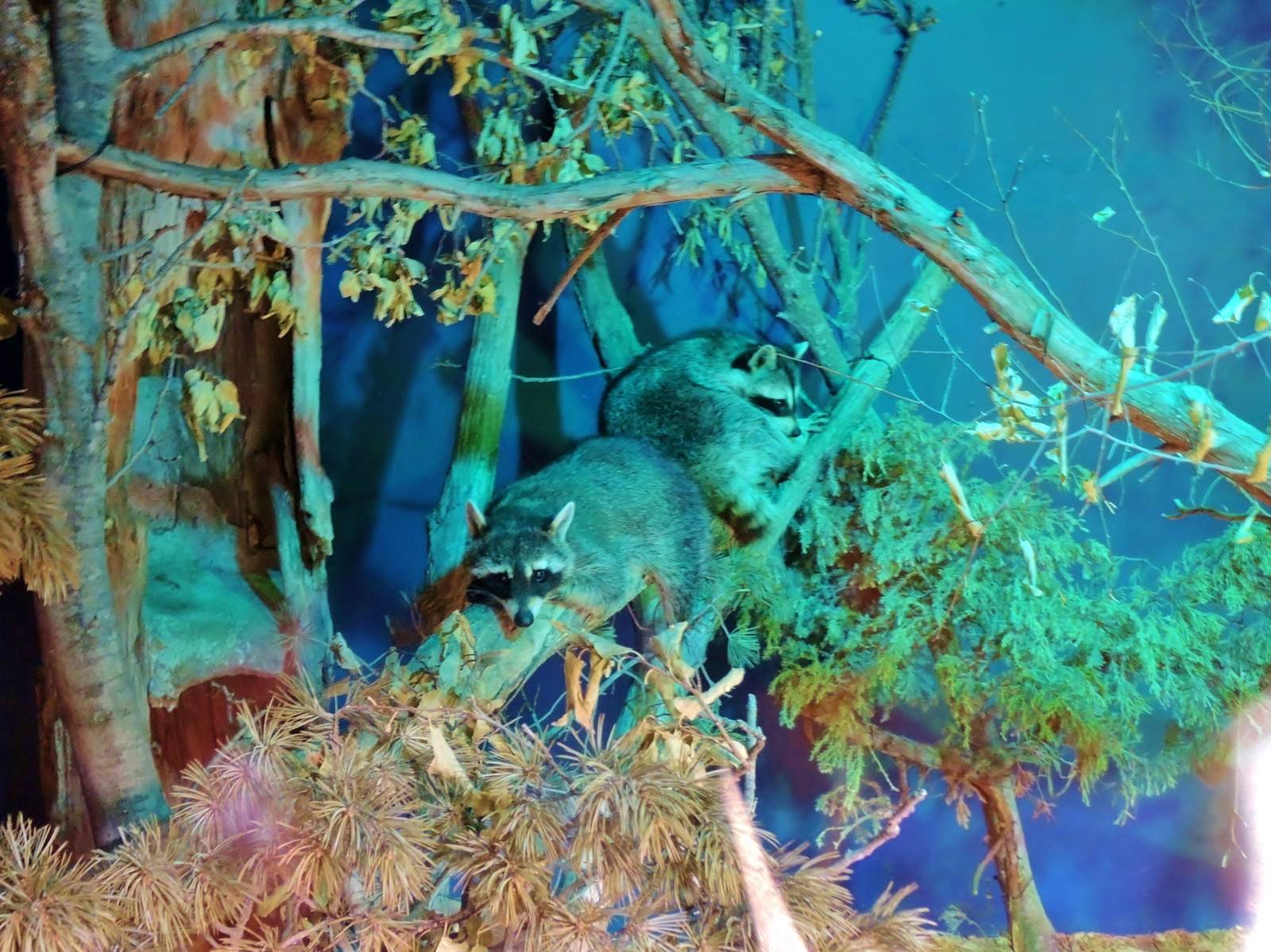 Wildlife Trek - Life in the Forest