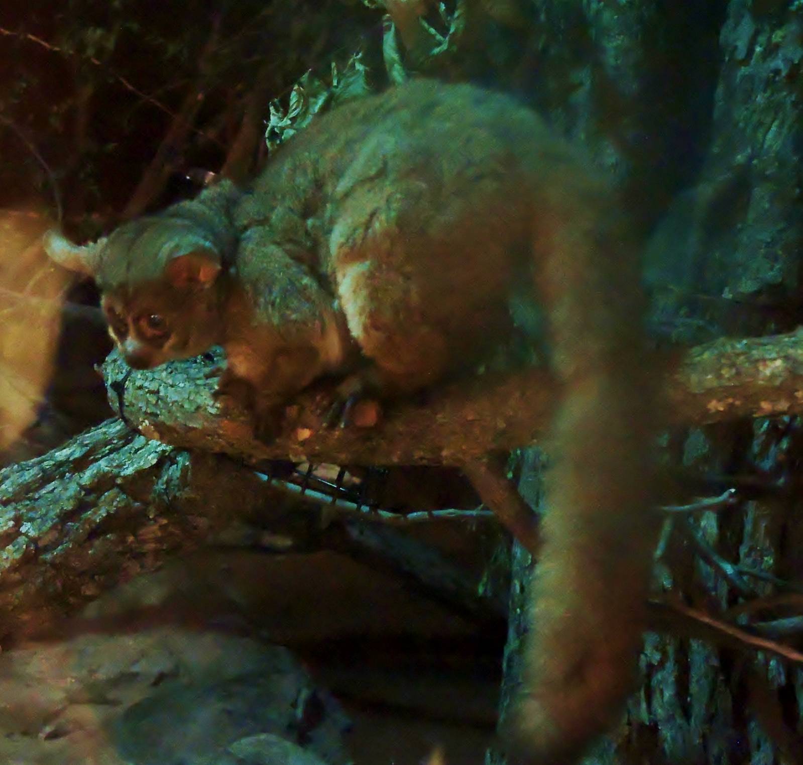 Wildlife Trek - Life in the Forest