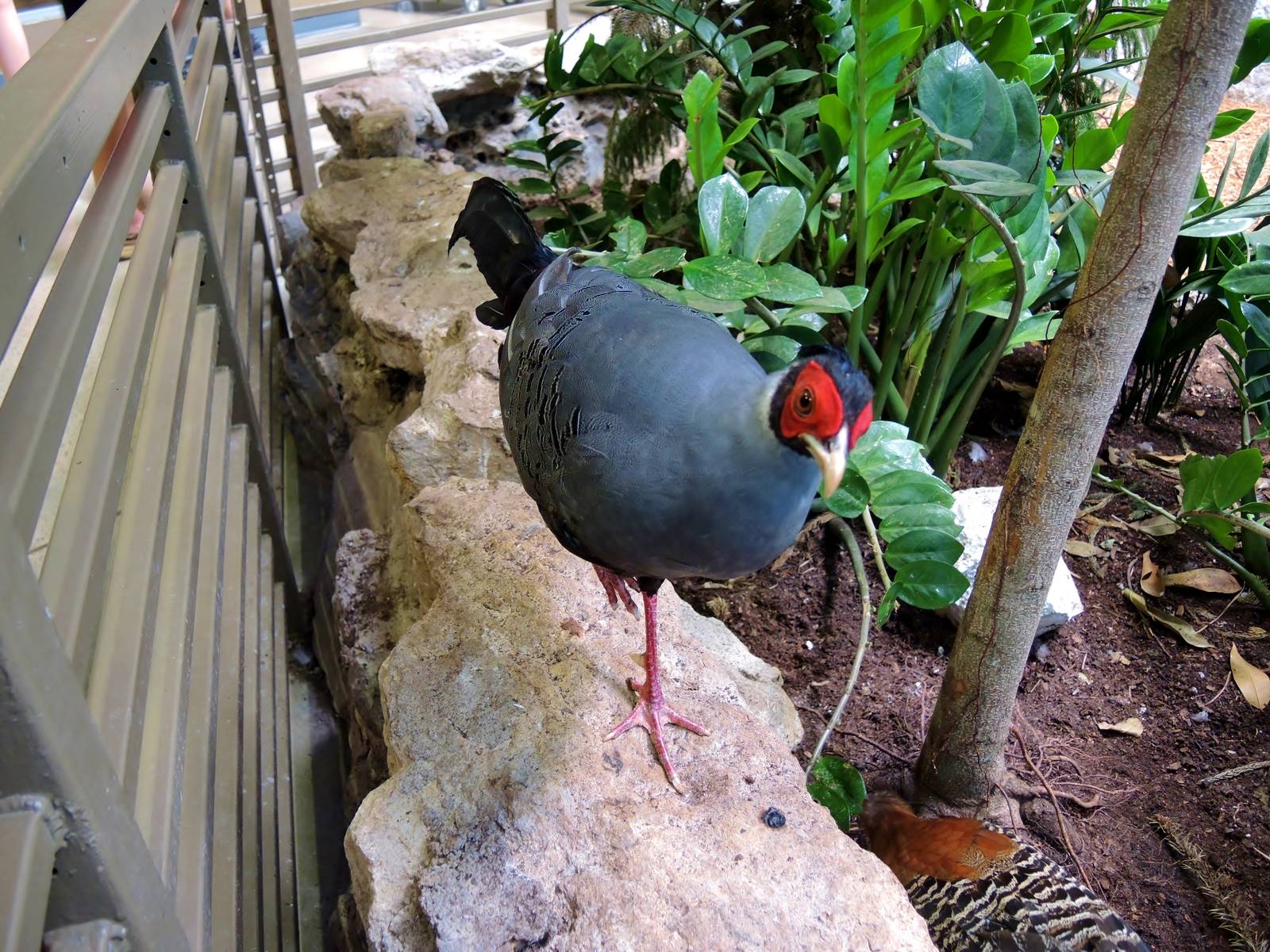 Wildlife Trek - Life in the Forest