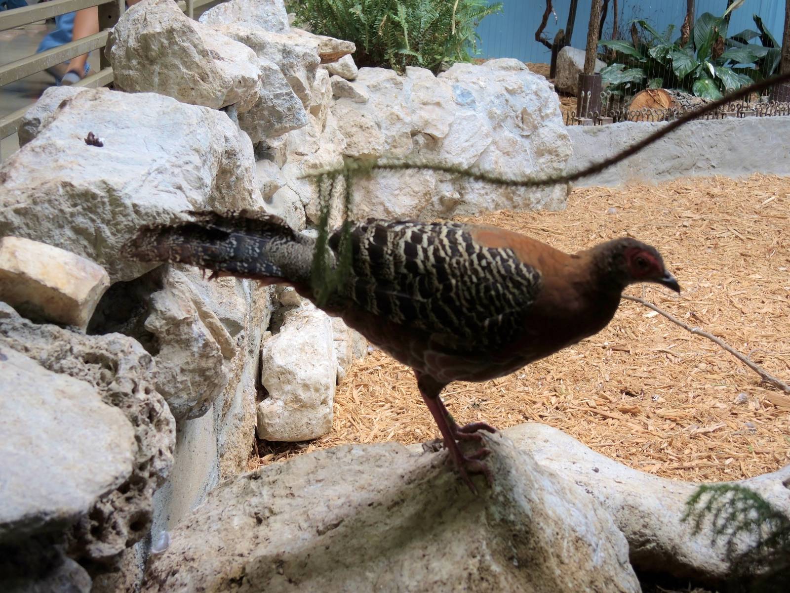 Wildlife Trek - Life in the Forest