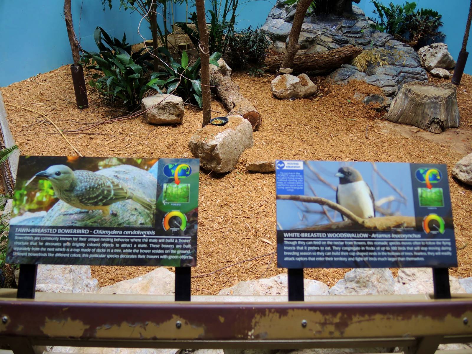 Wildlife Trek - Life in the Forest