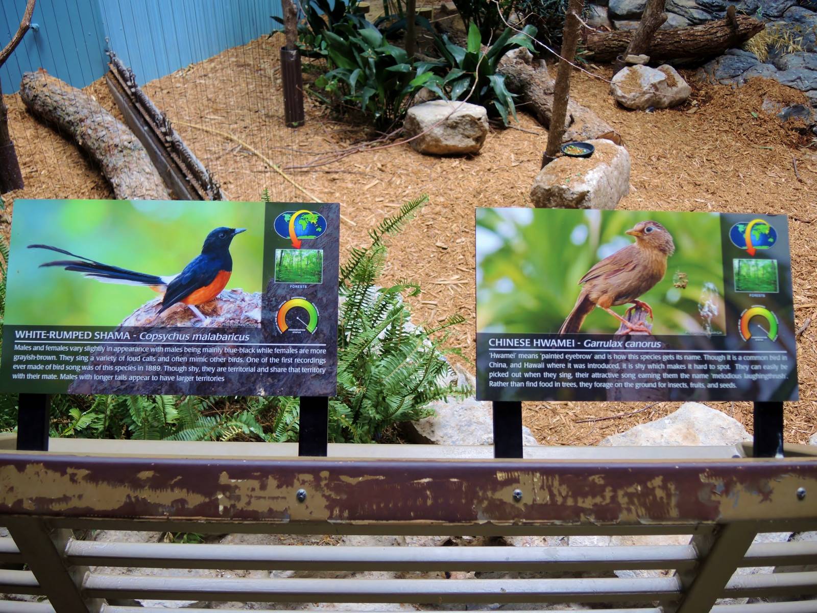 Wildlife Trek - Life in the Forest