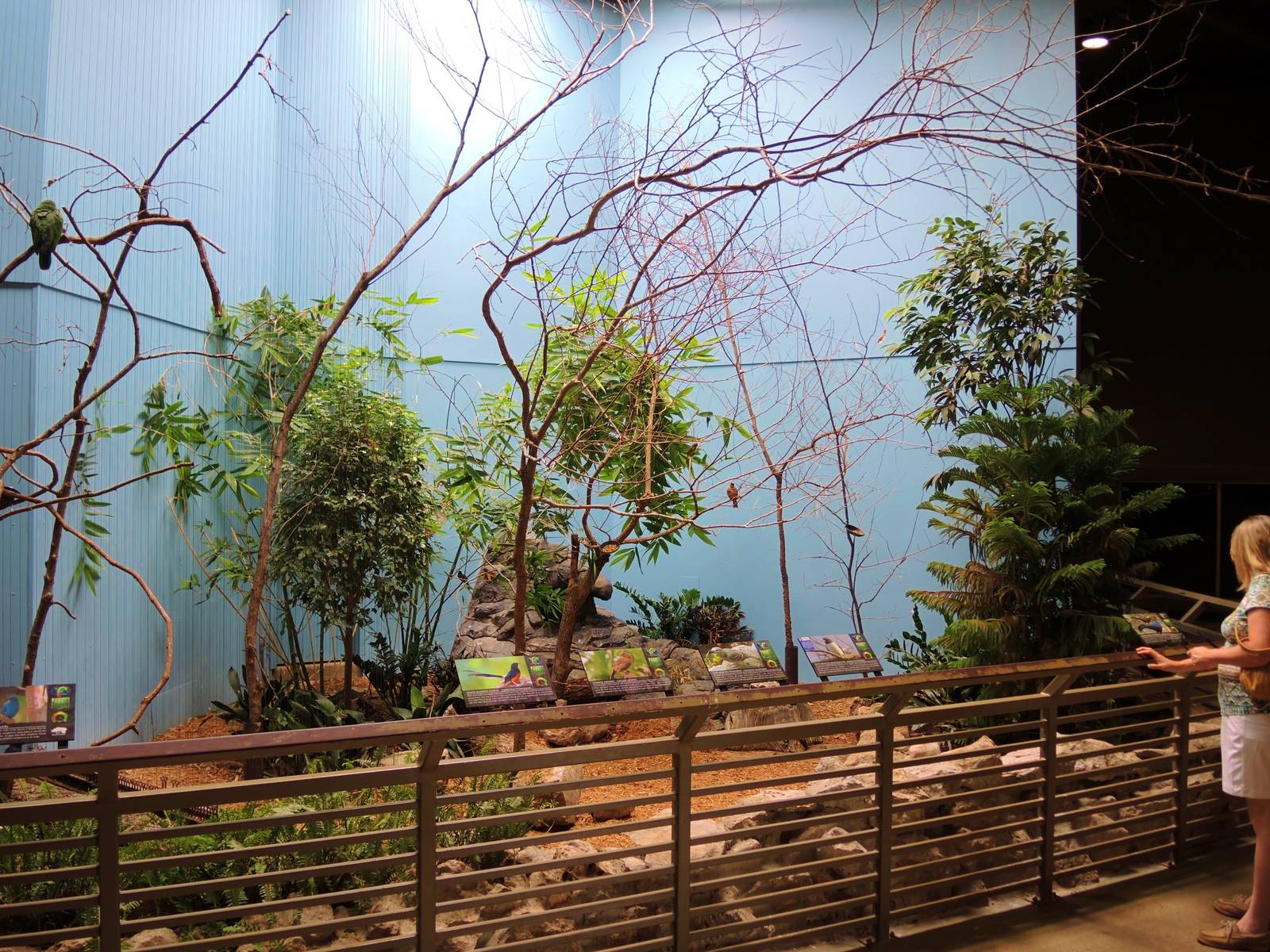 Wildlife Trek - Life in the Forest