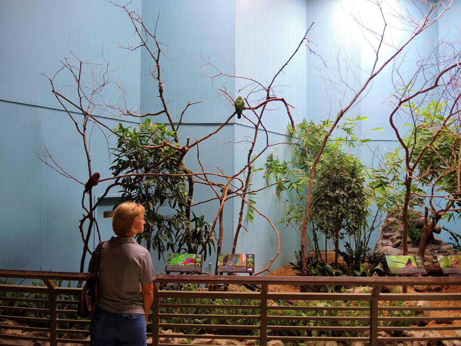 Wildlife Trek - Life in the Forest