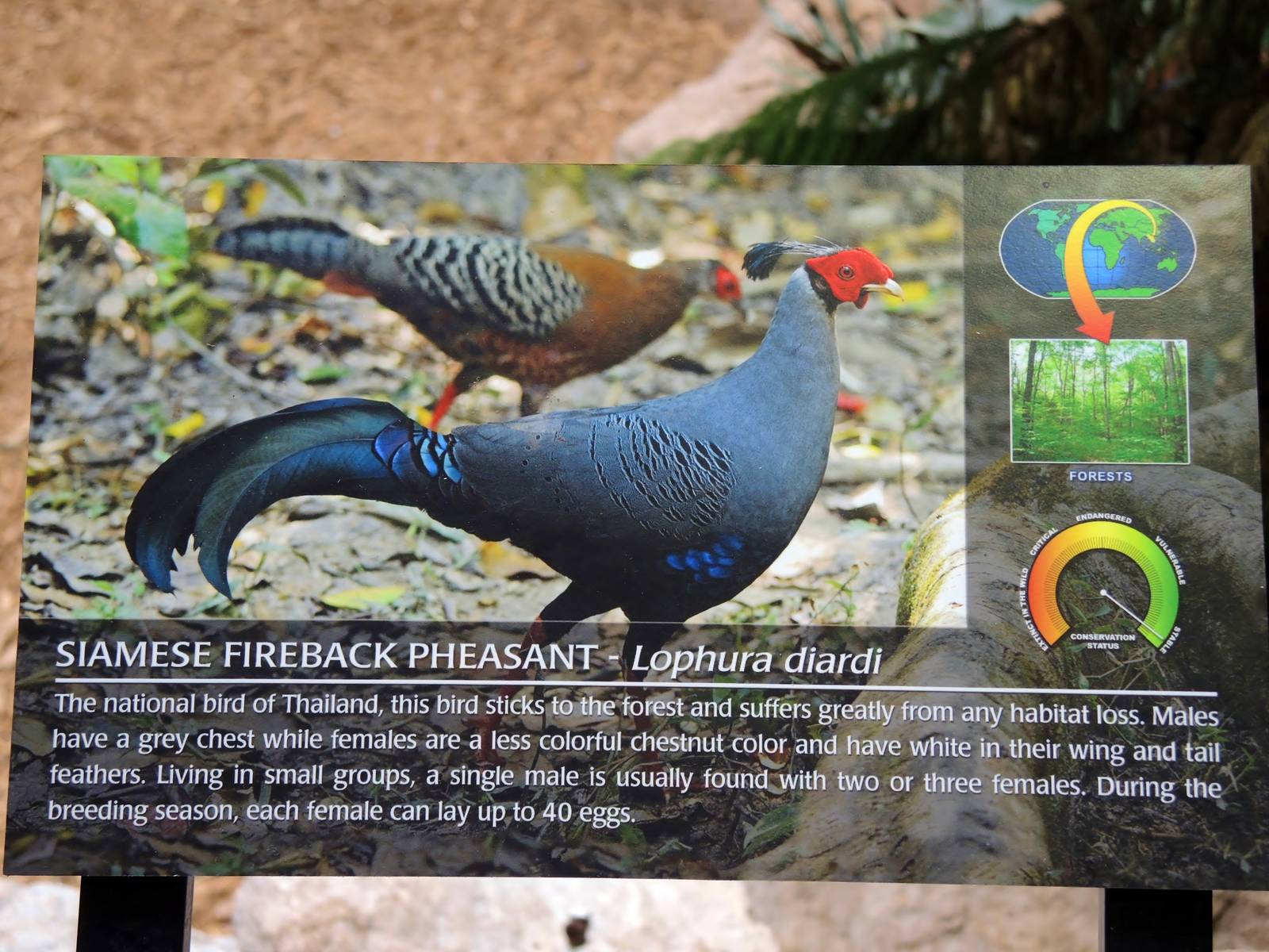 Wildlife Trek - Life in the Forest